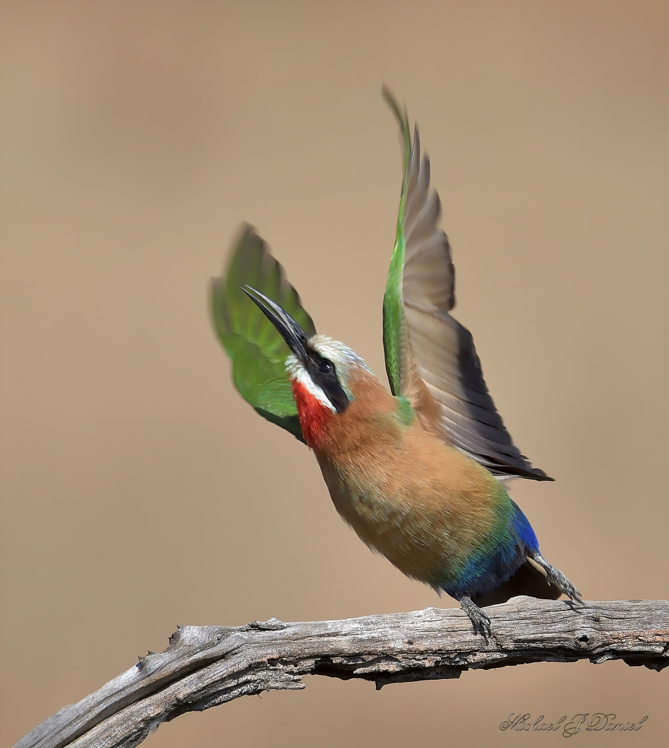 White fronted bee eater