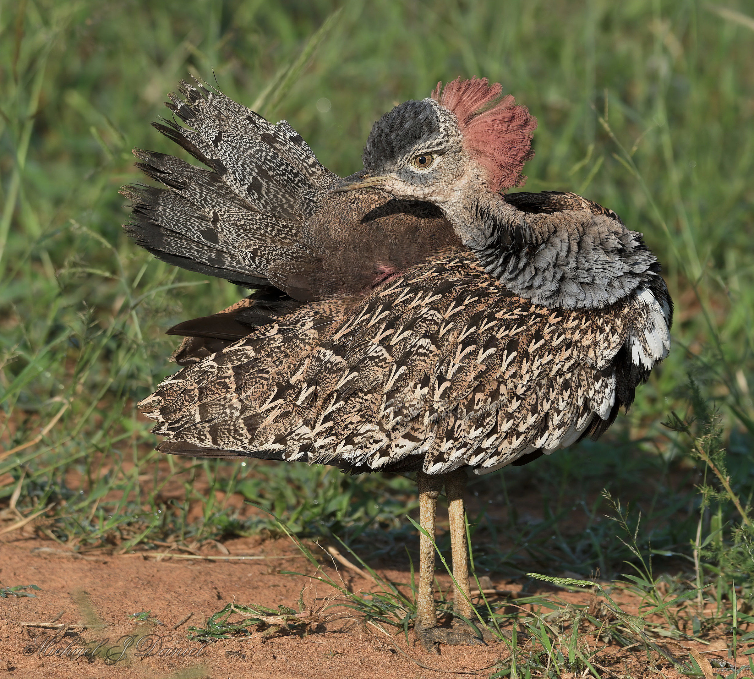 Red Crested Korhaan