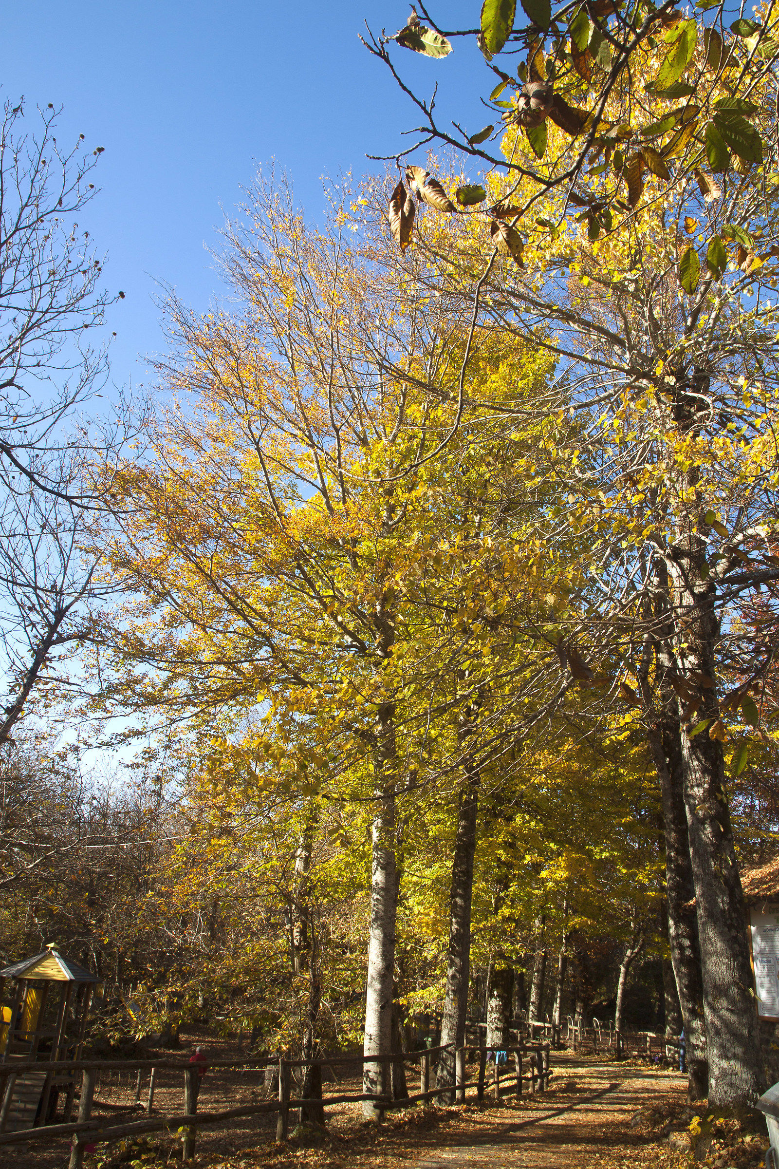 Autumn in the Fairy Wood