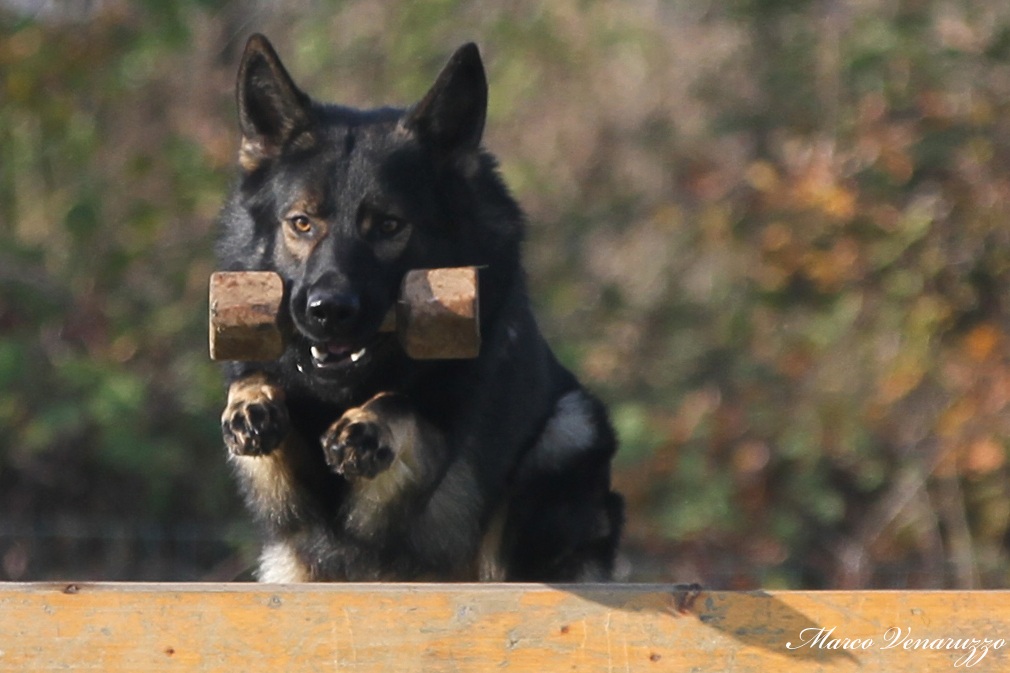 Lupo