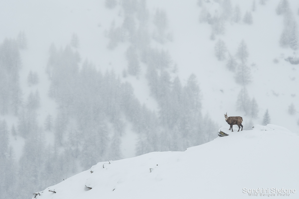 Suede under the snow