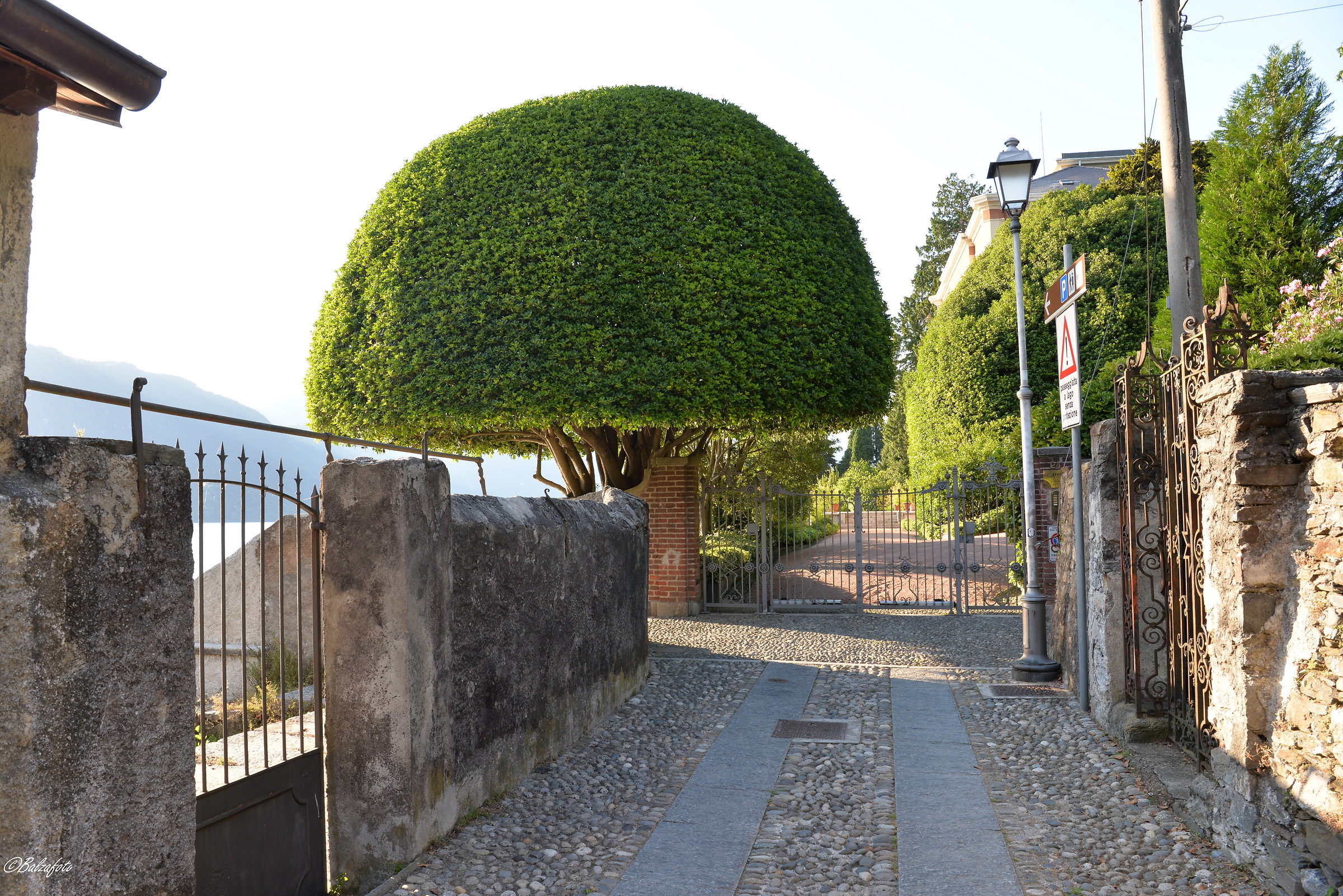 Green Mushroom between the districts of Orta
