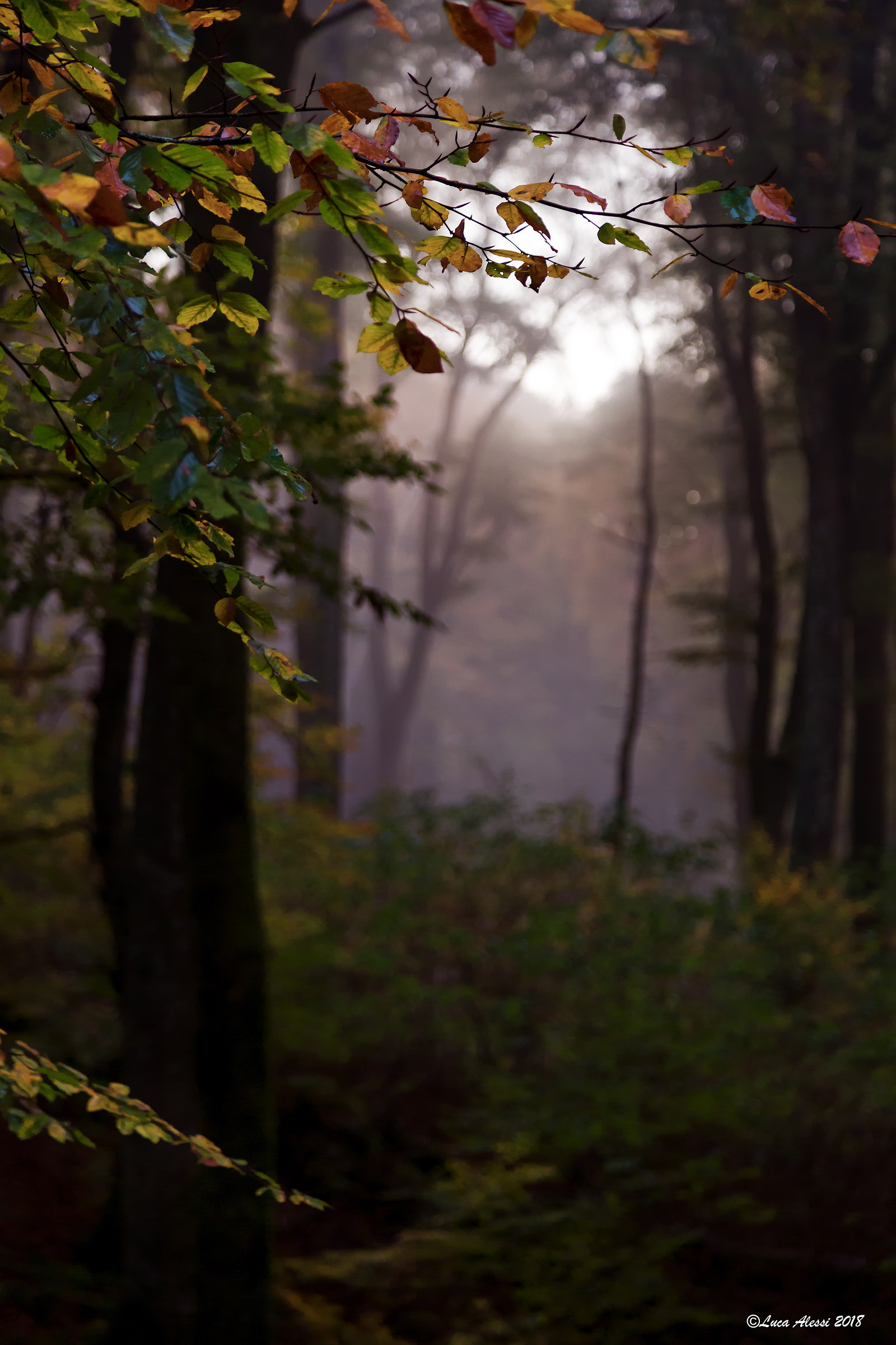 Listening to the Silence