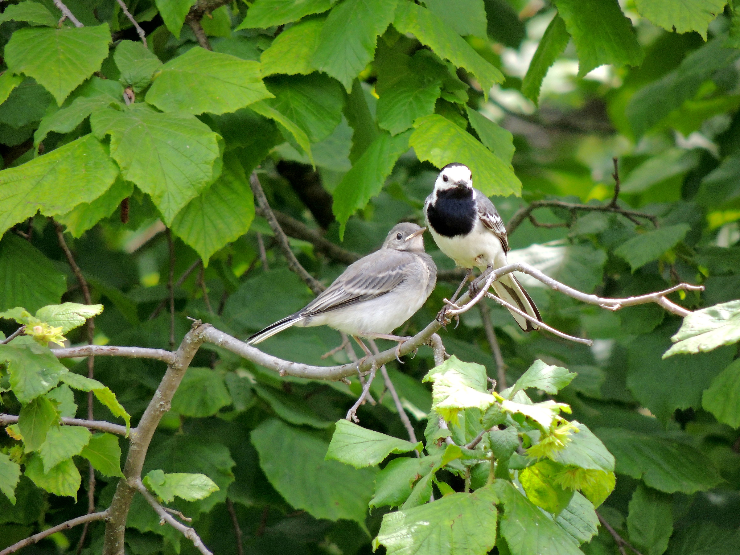 ricordo estivo.....ballerina bianca con "piccolo"....