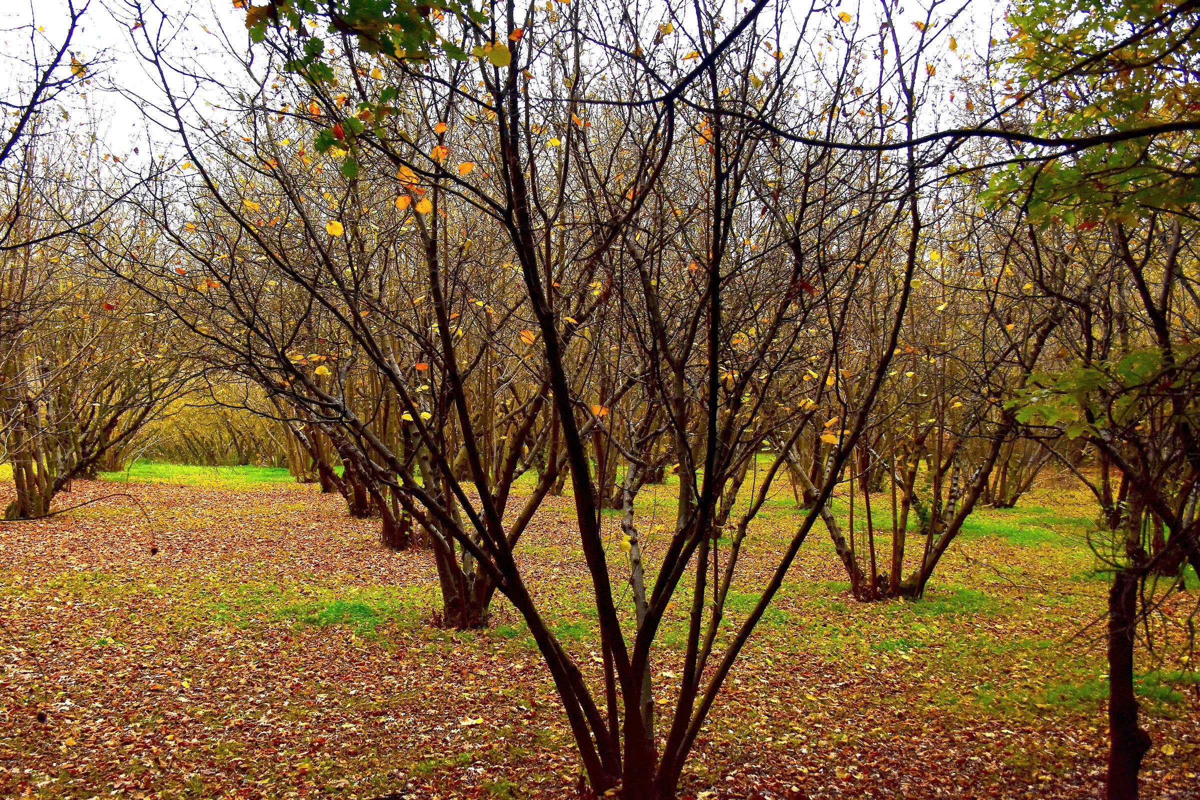 Noccioleto a fine novembre