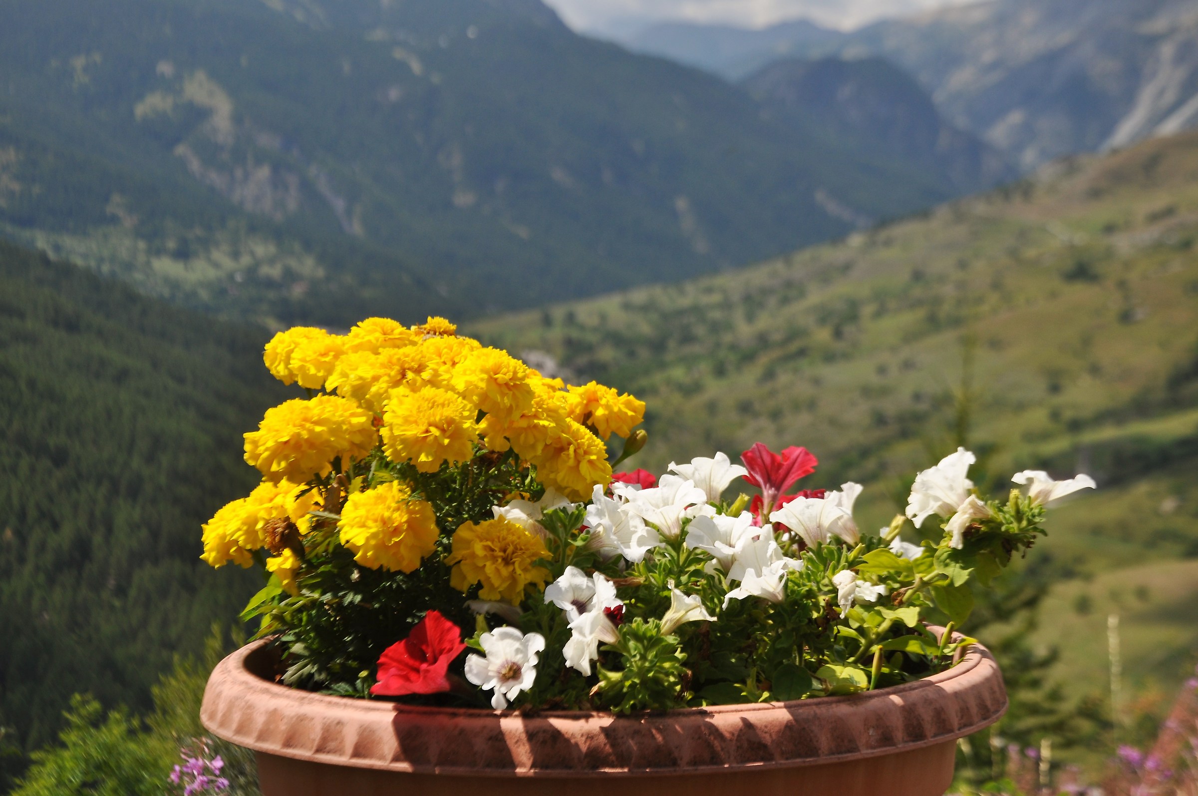 Grangesises (Frazione sestriere) Summer Flowers