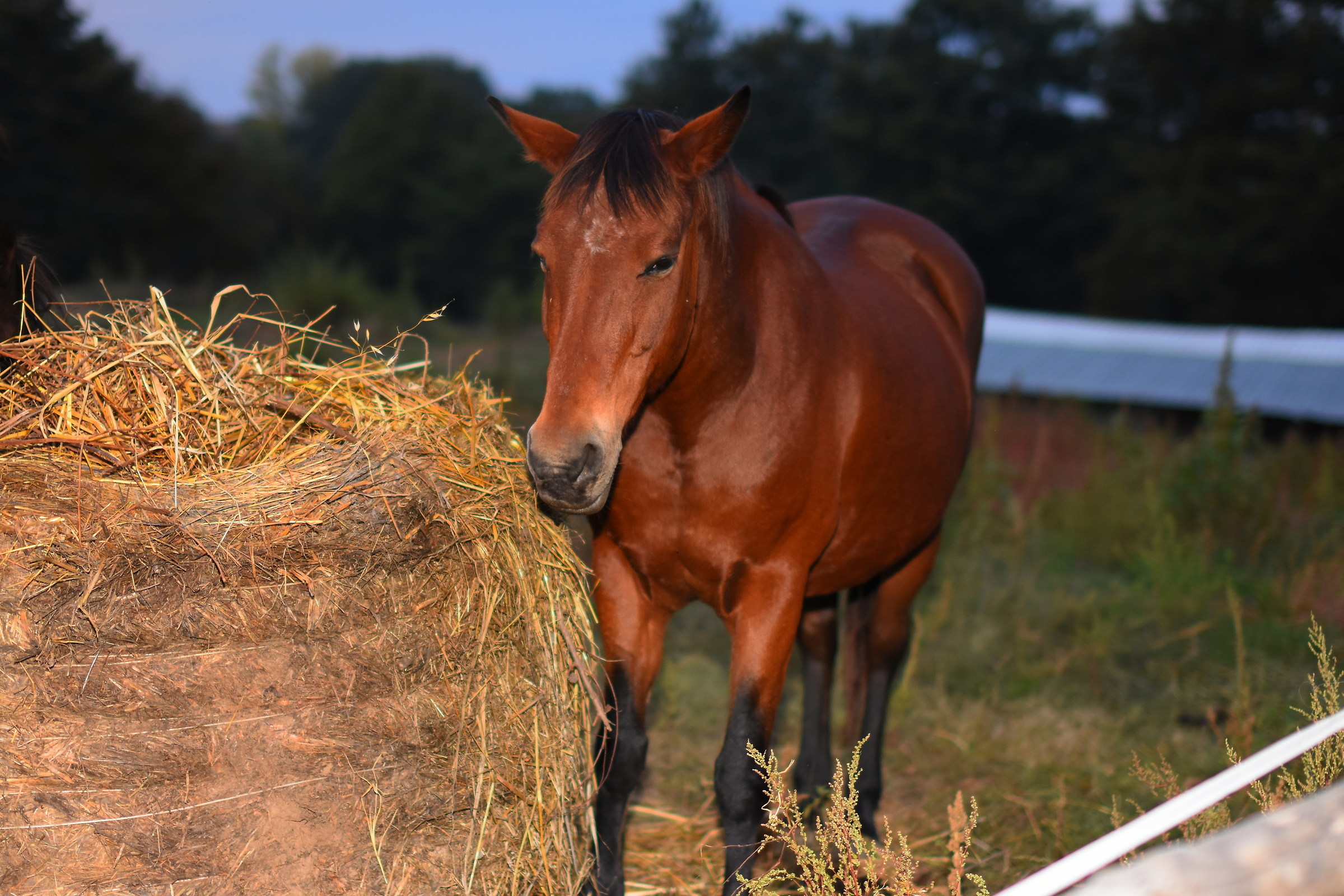 La cena del cavallino