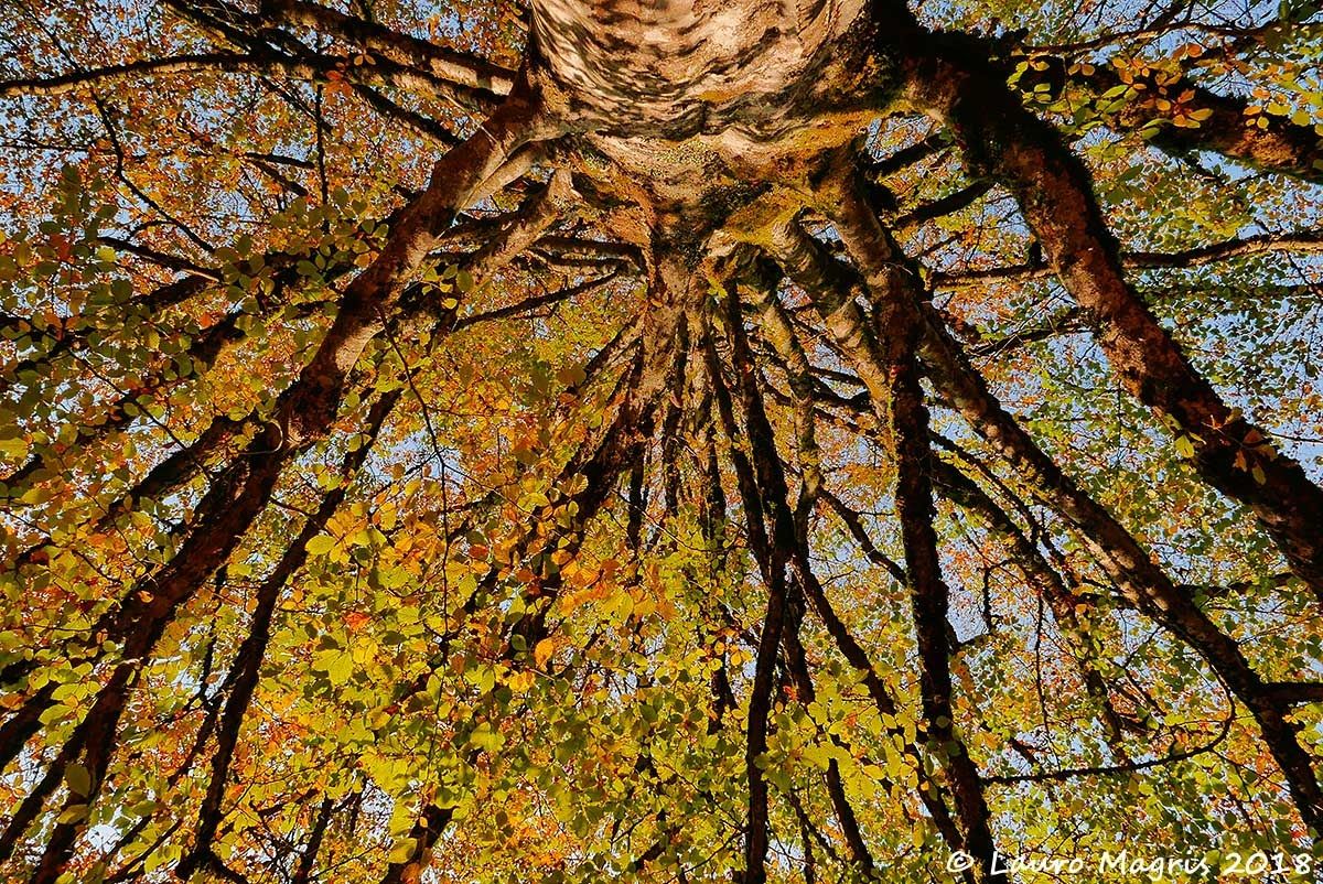 Il gigante e i suoi capelli