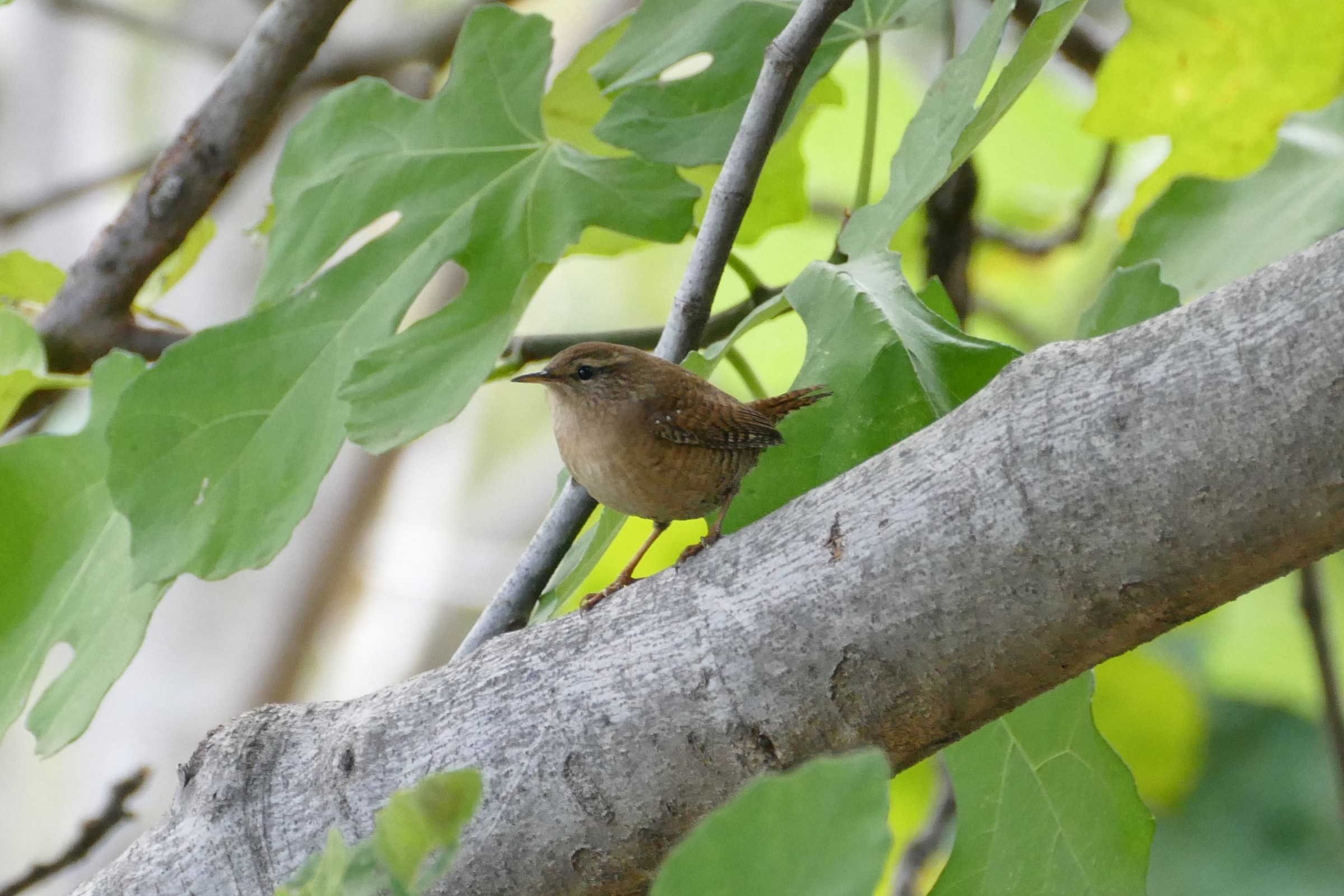 Wren