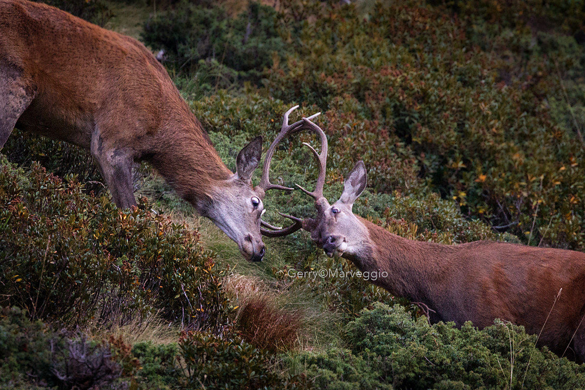 conquista del territorio