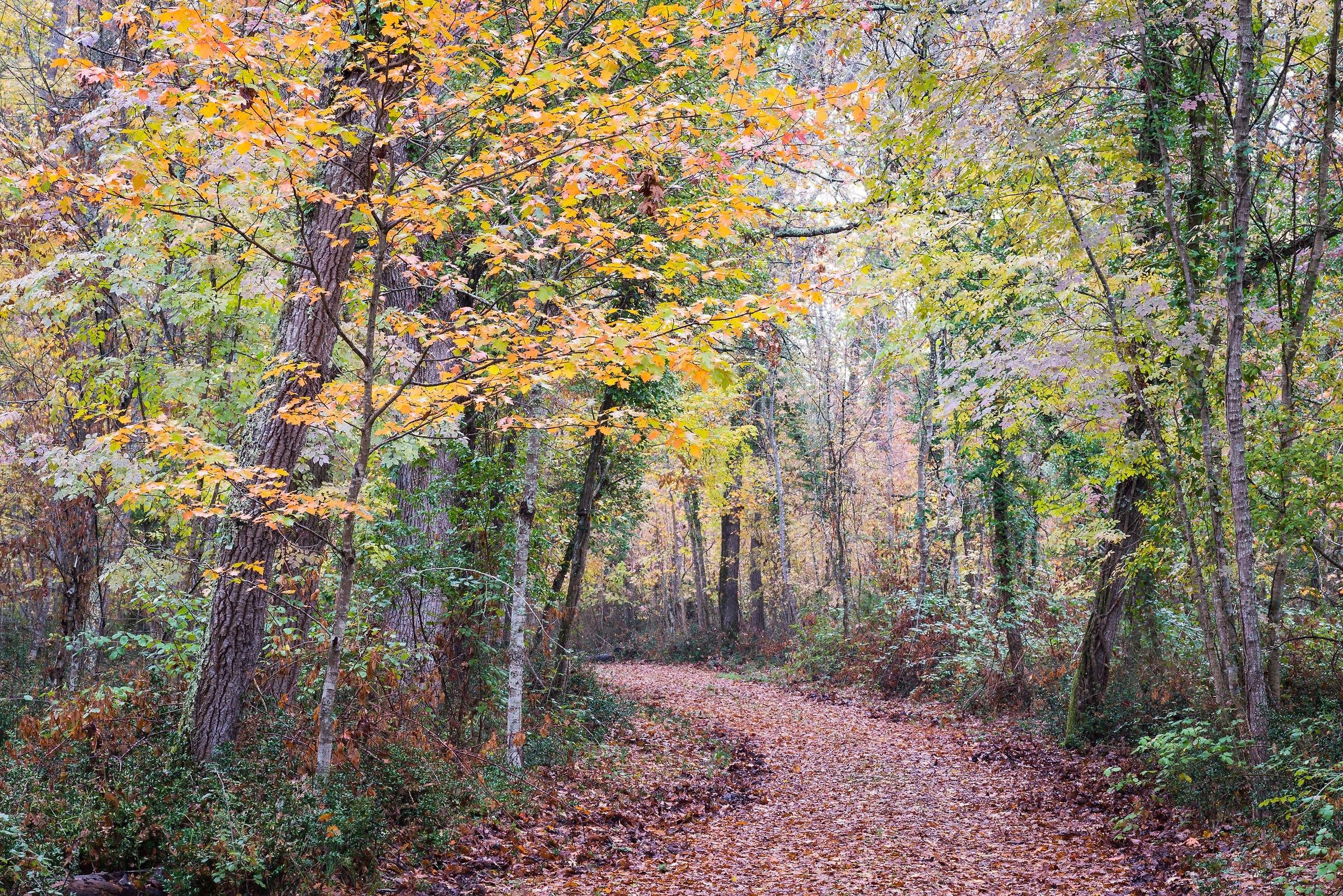 Foresta demaniale del Circeo