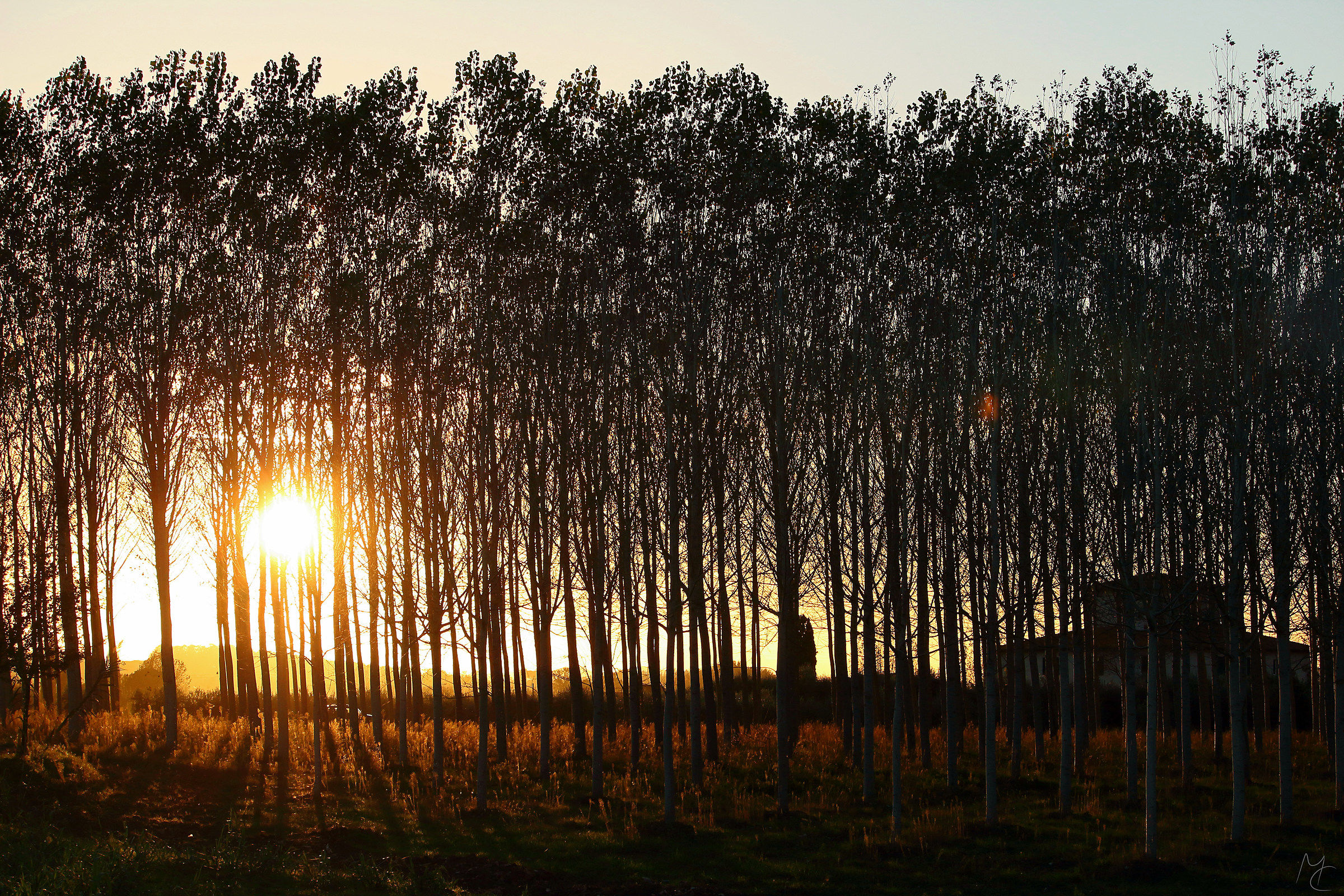 Alberi, luci e ombre