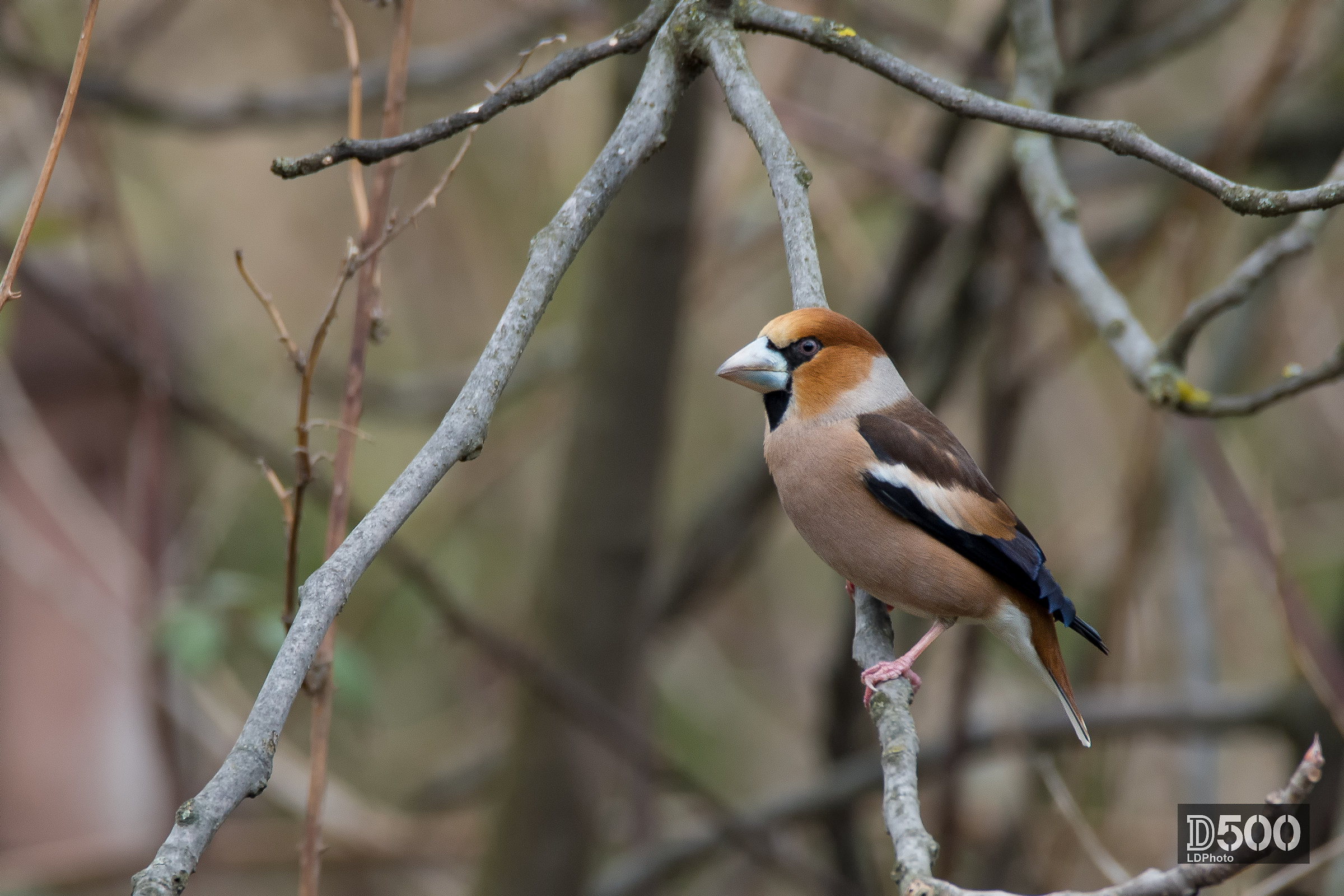 Hawfinch