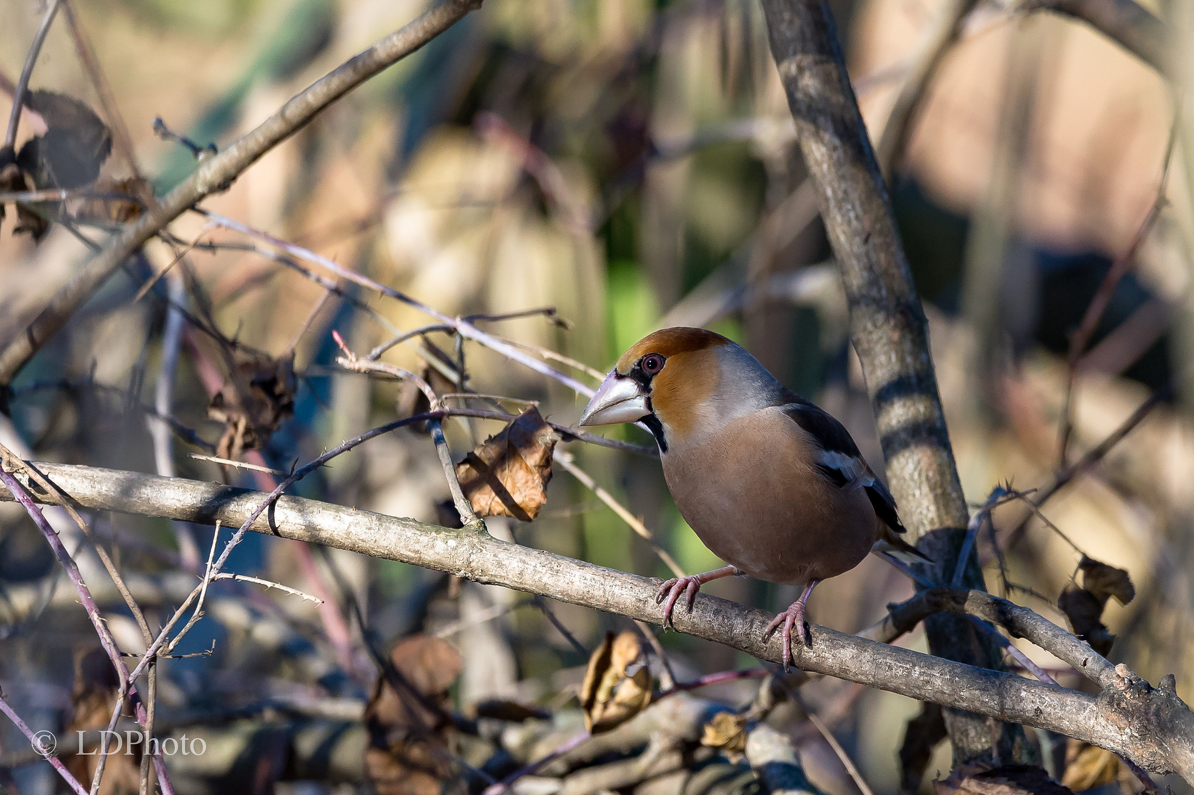 Hawfinch