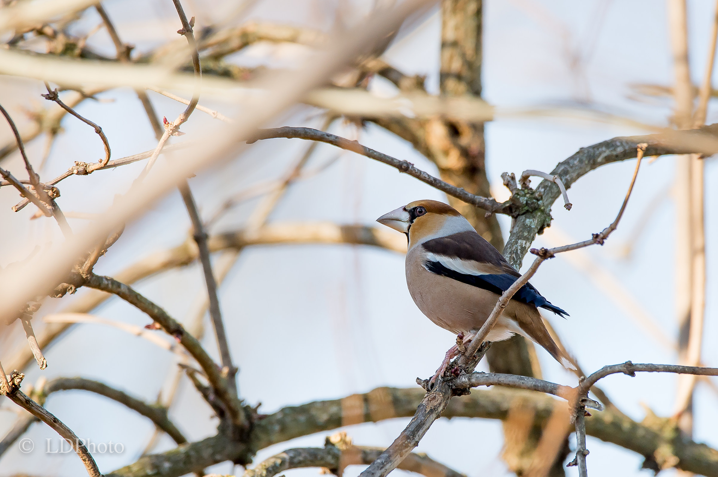 Hawfinch