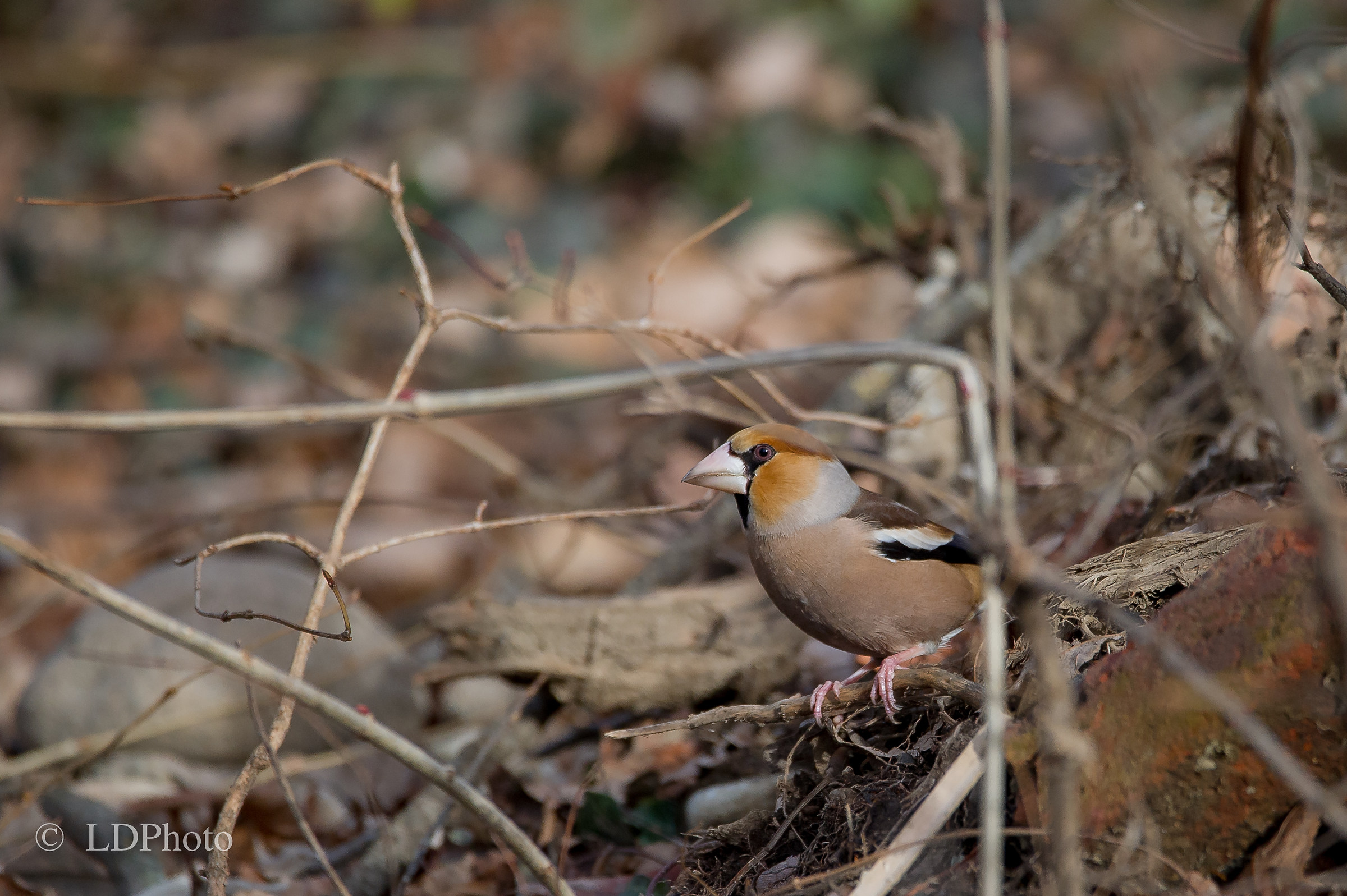 Hawfinch