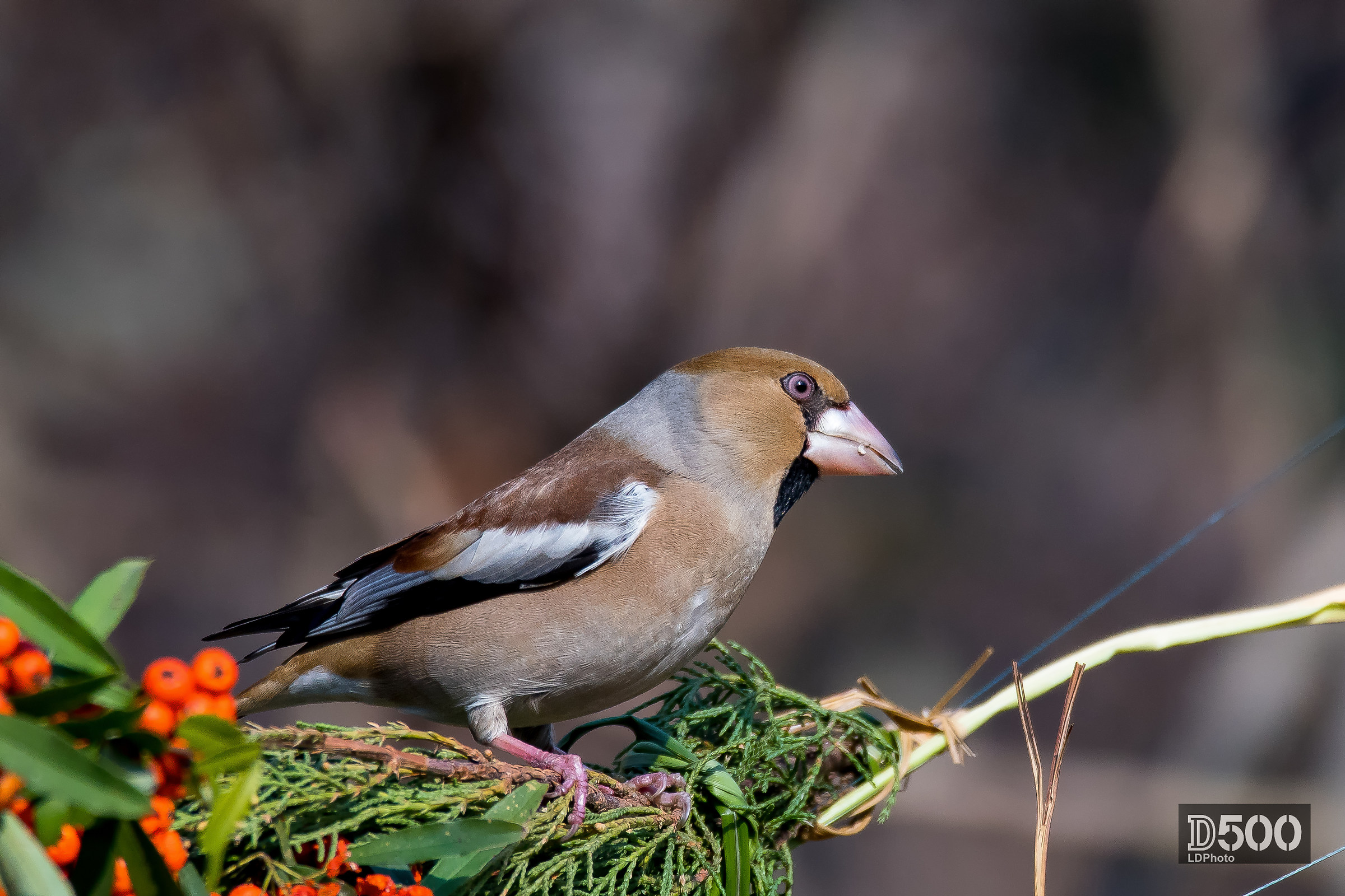 Hawfinch