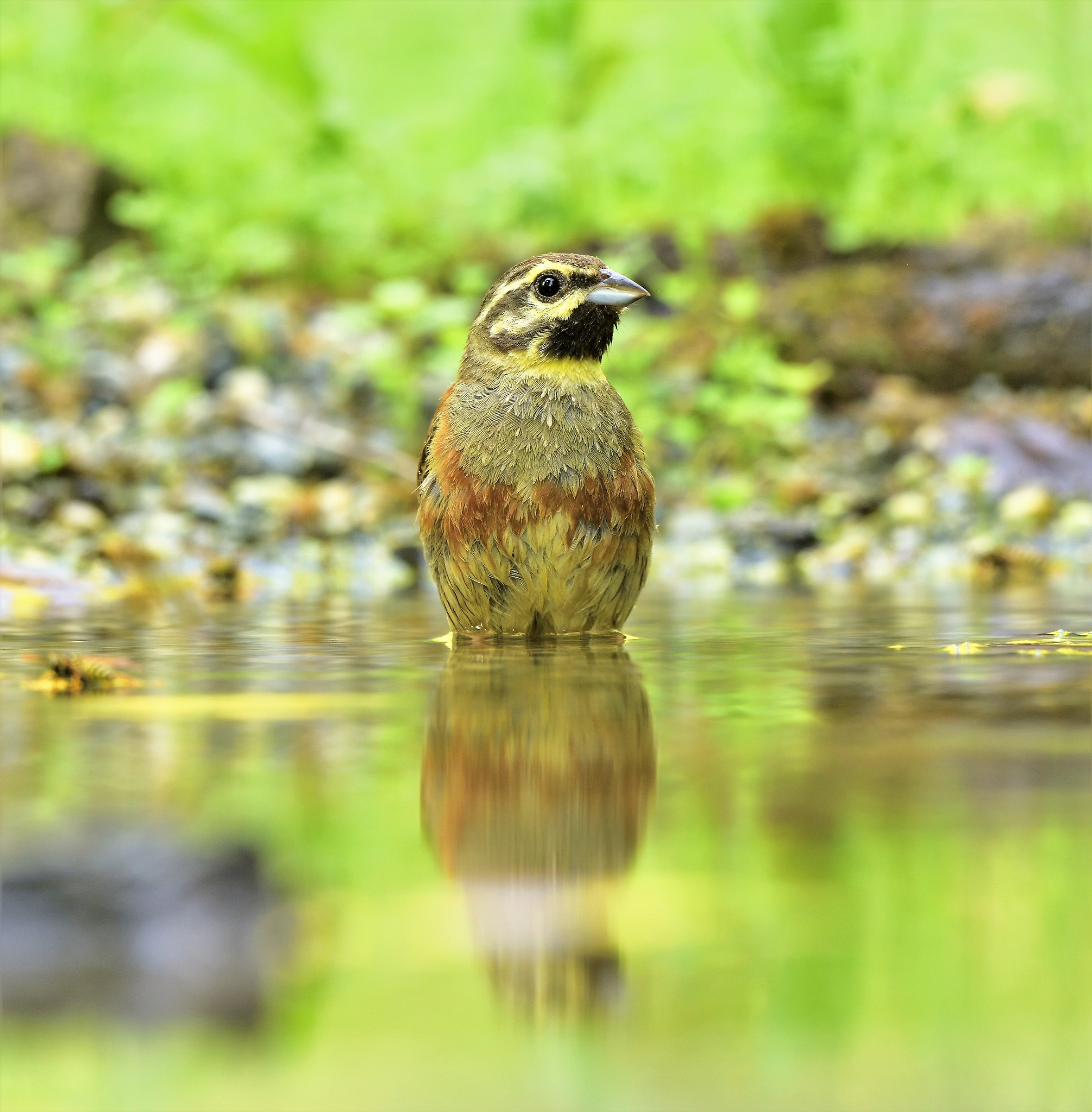 Black Yellowhammer