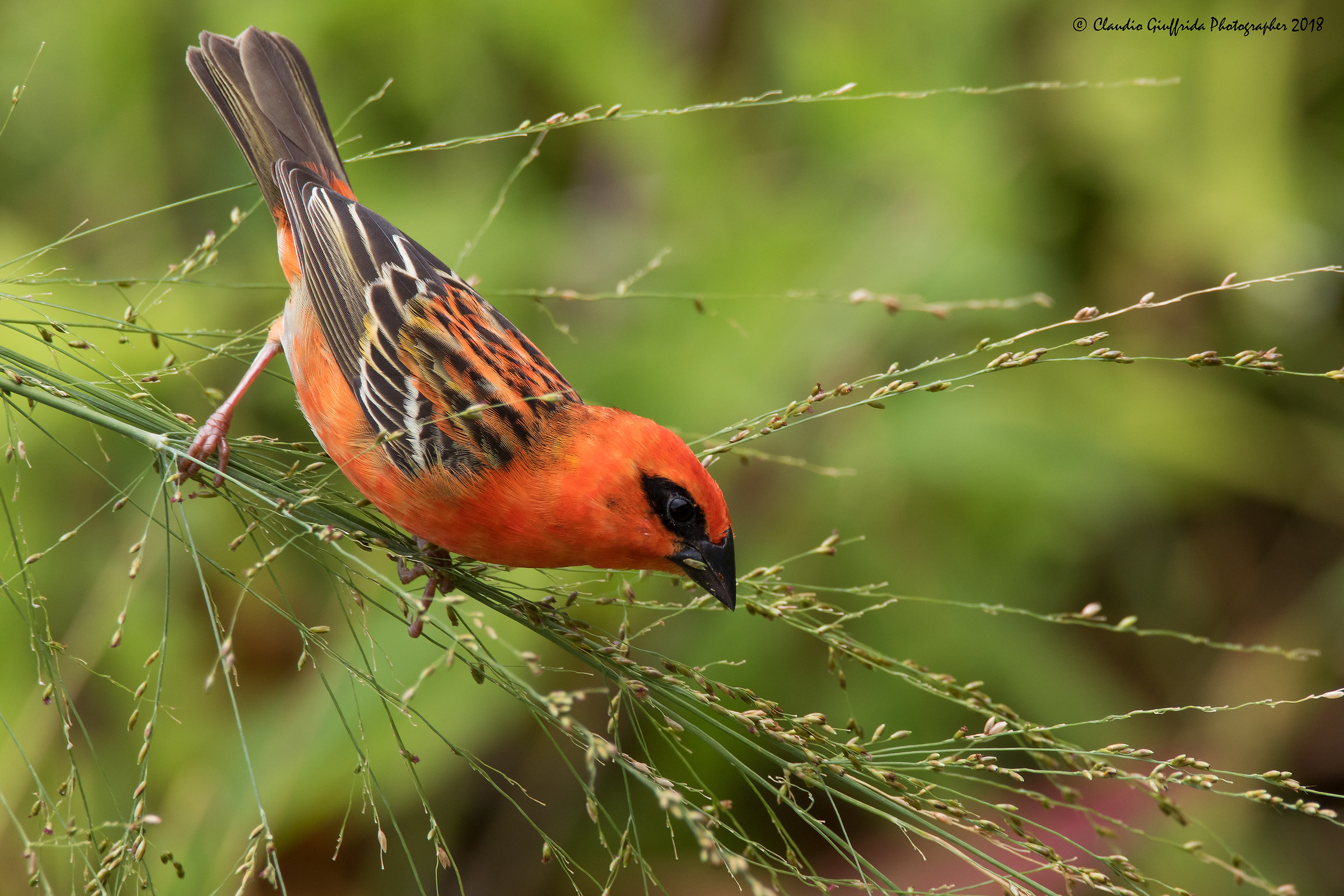 Foudia madagascariensis