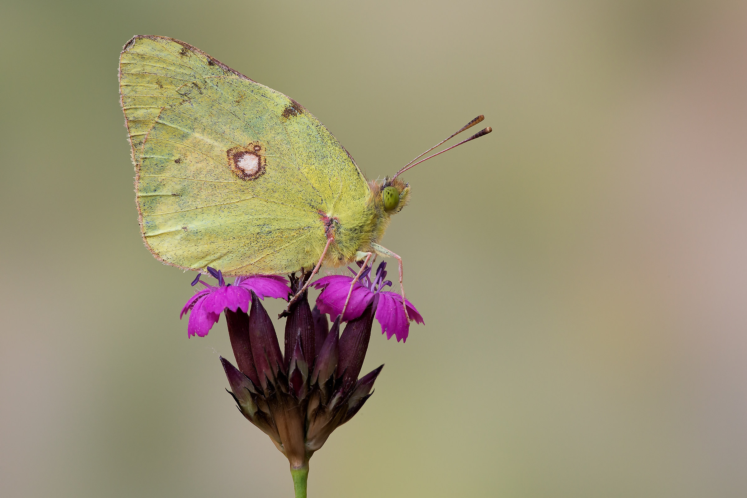 Colias non di primo pelo