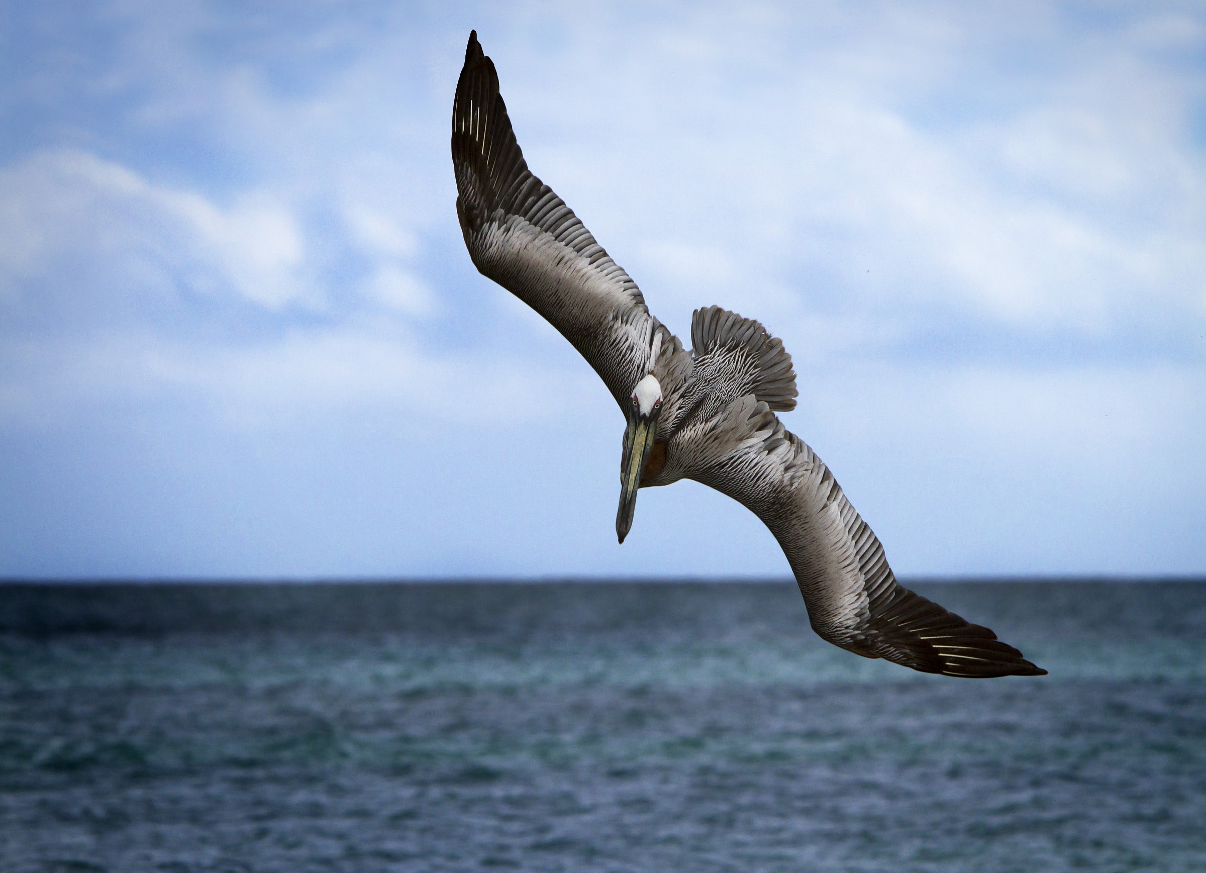 Brown Pelican