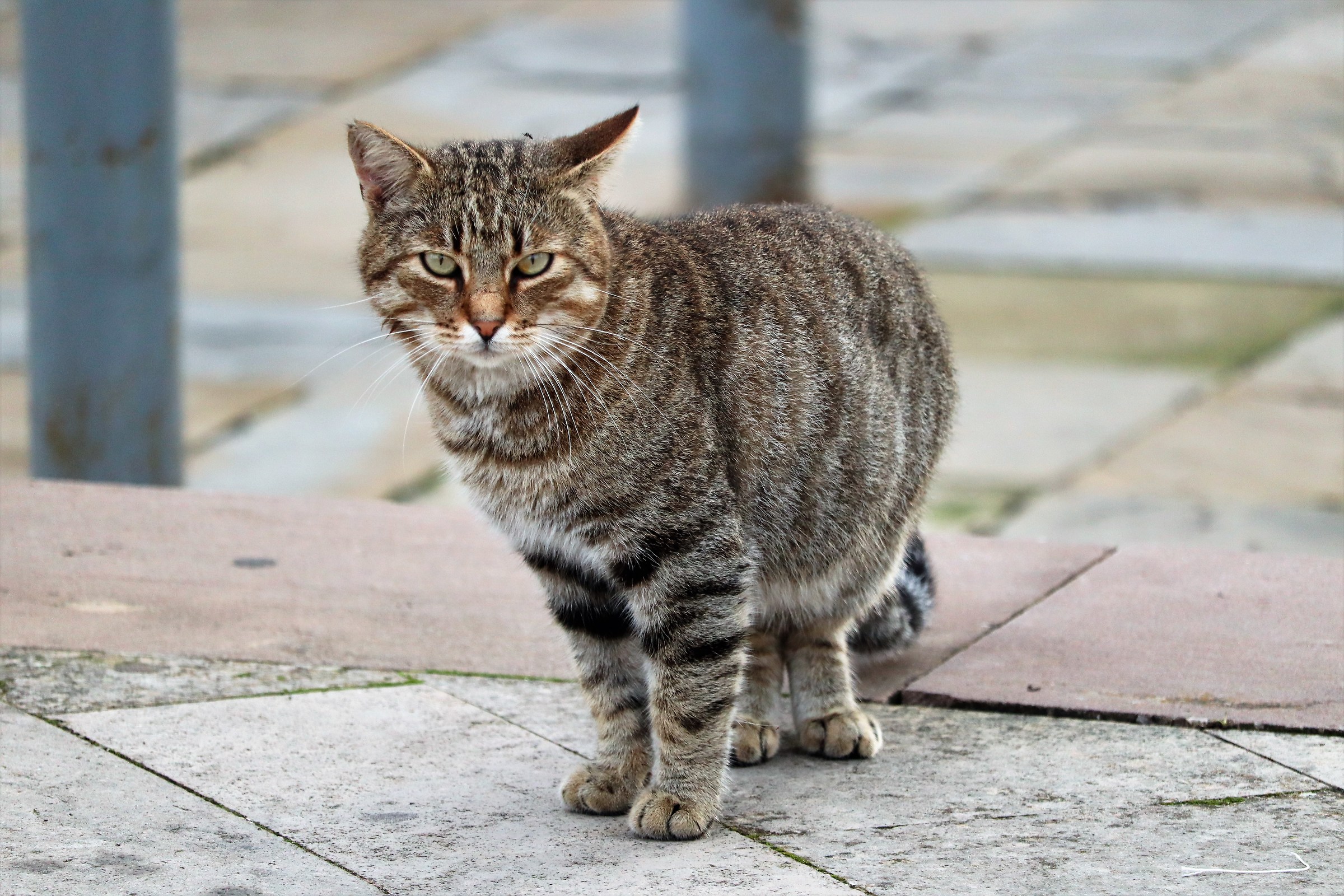Mi guardava dicendo: Dai sono pronto!