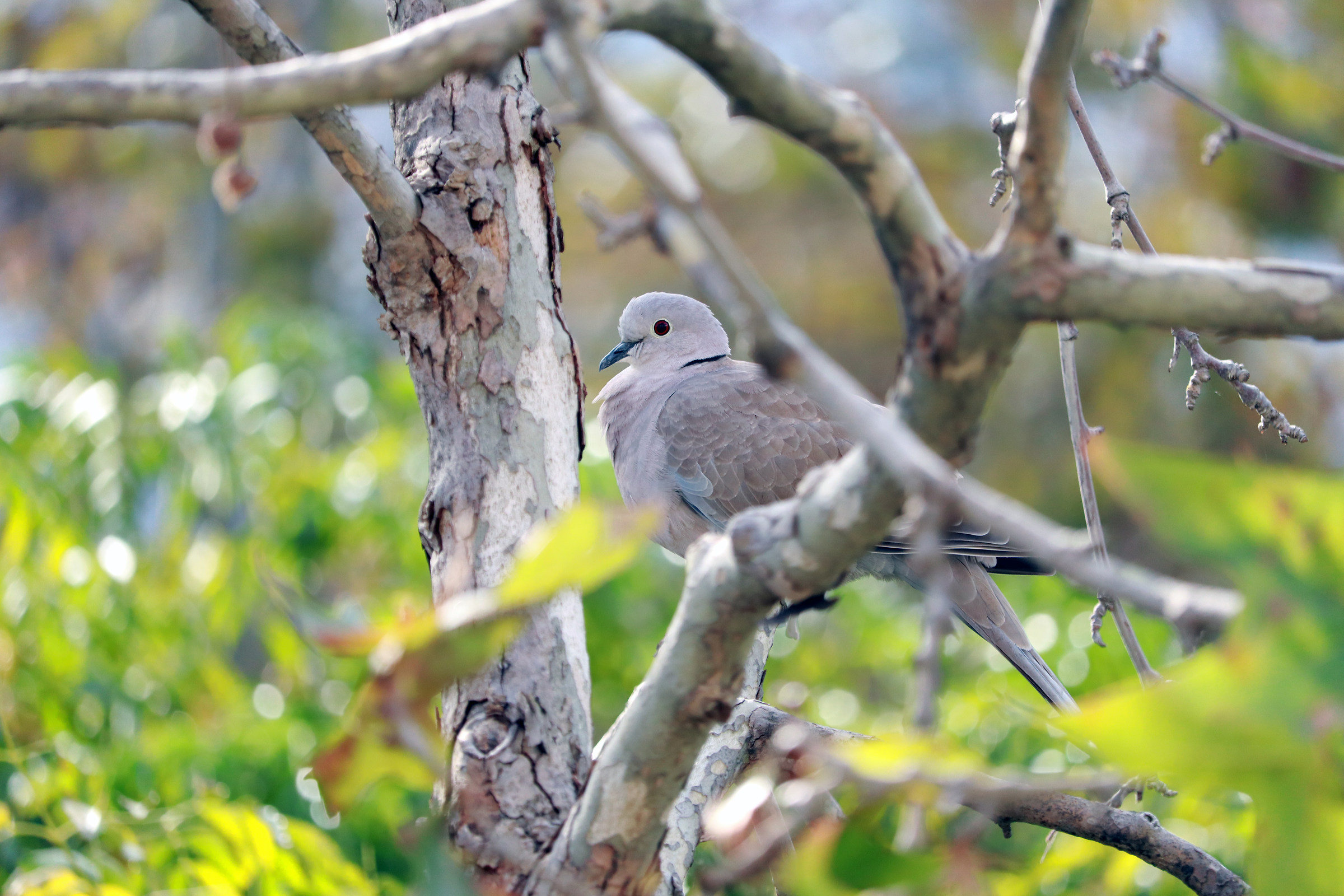 Tortora dal Collare (Streptopelia decaocto)