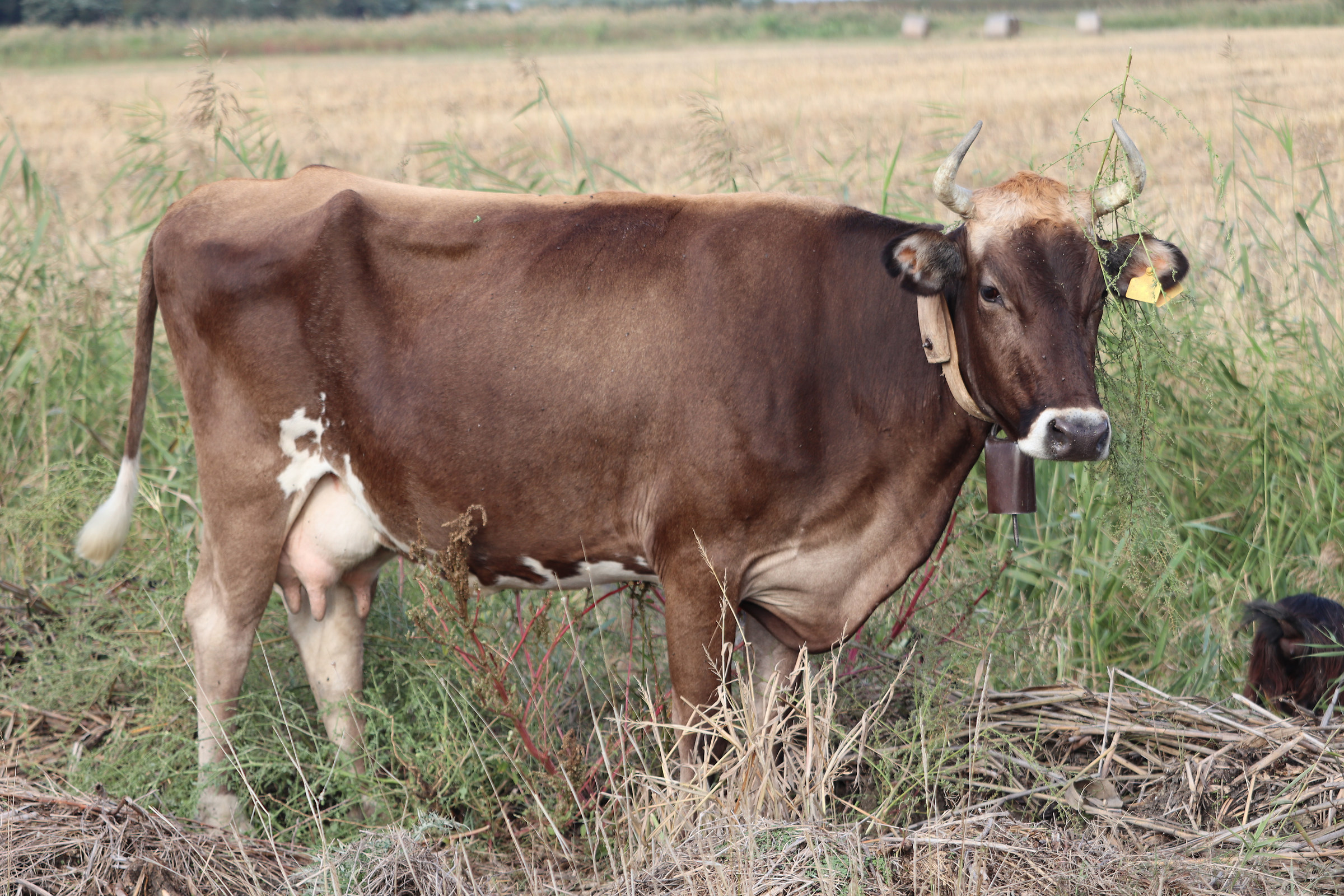 Cioccolata...dolcissima