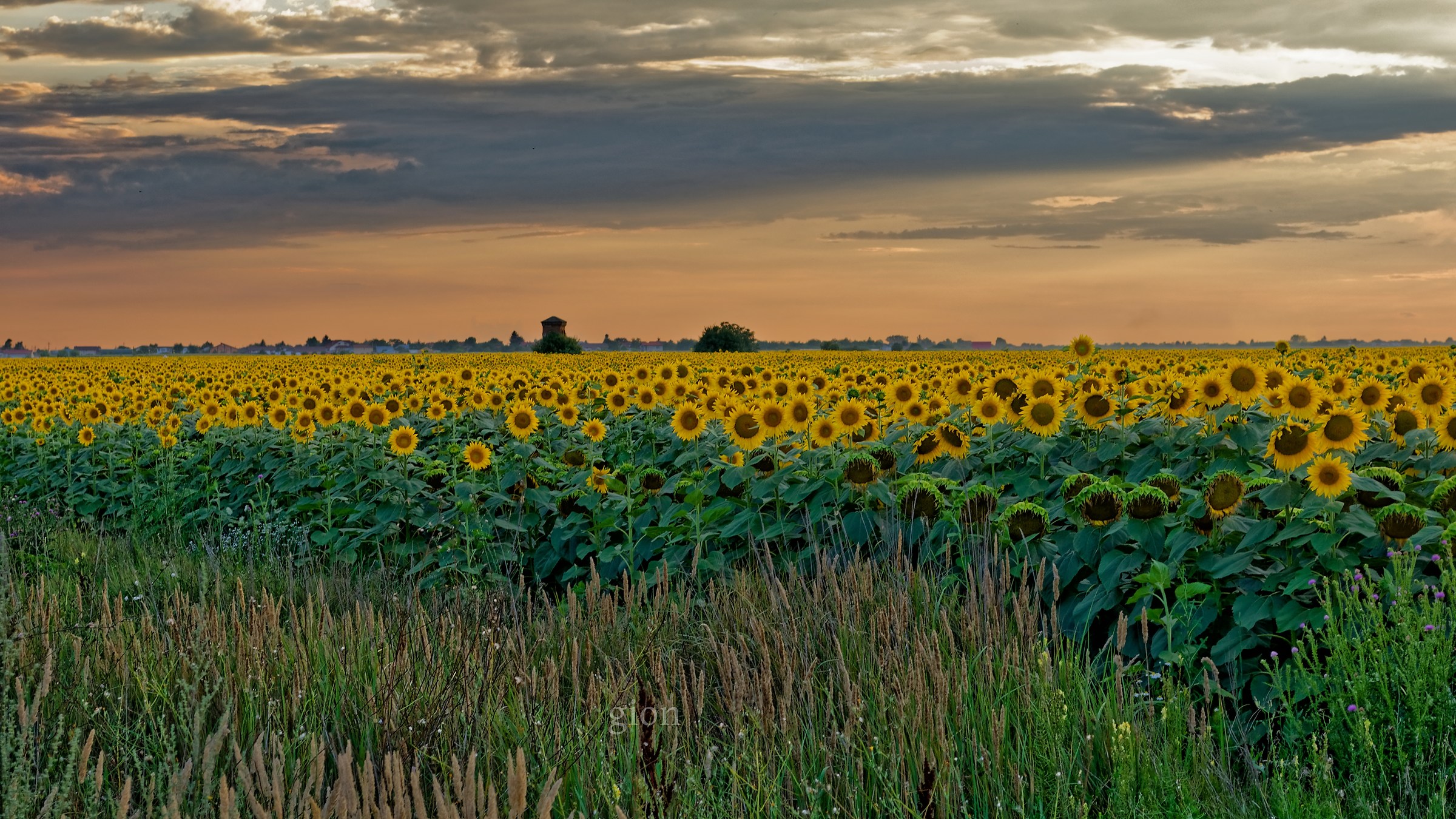 Campo dei girasoli