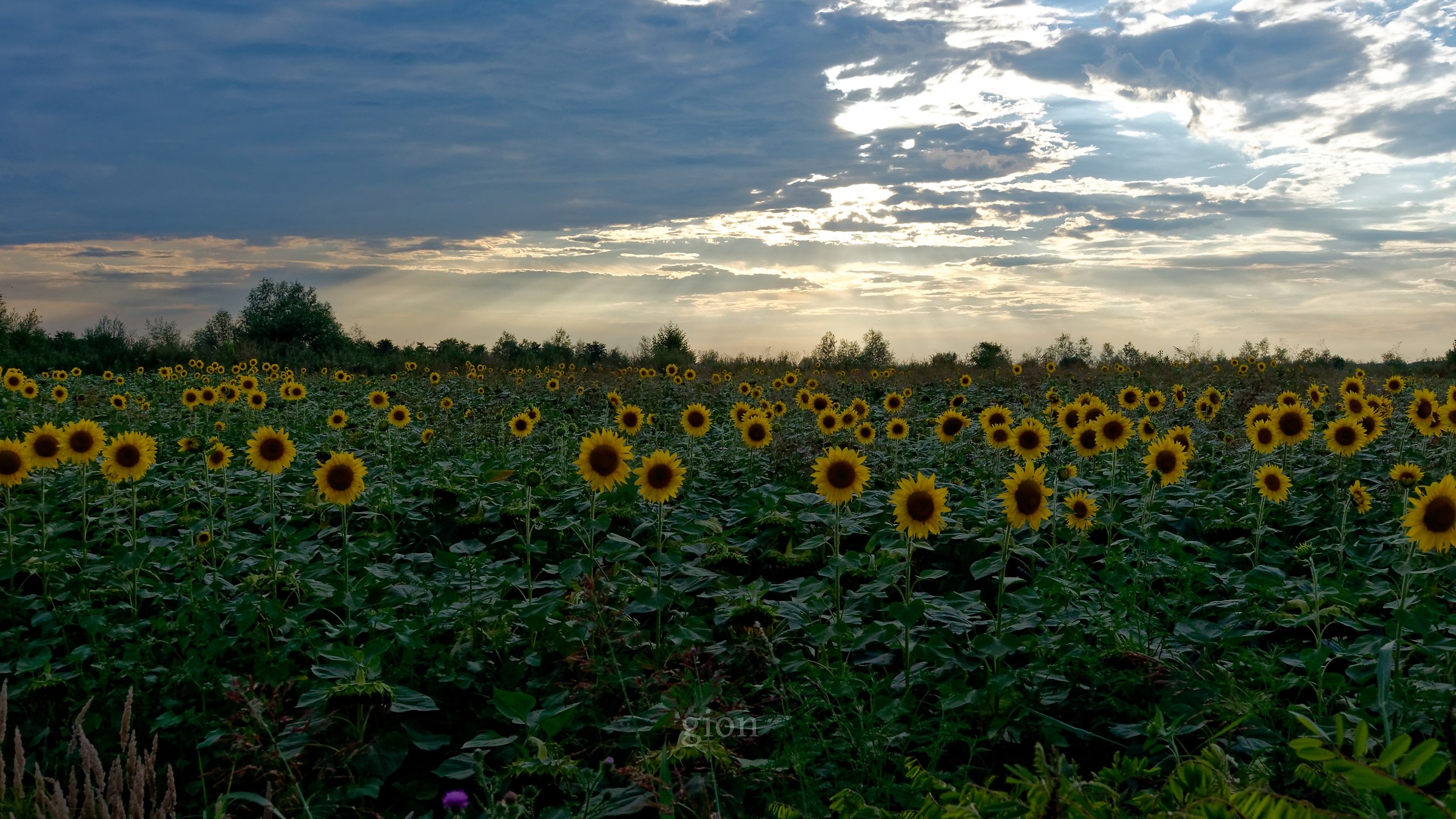 Girasoli
