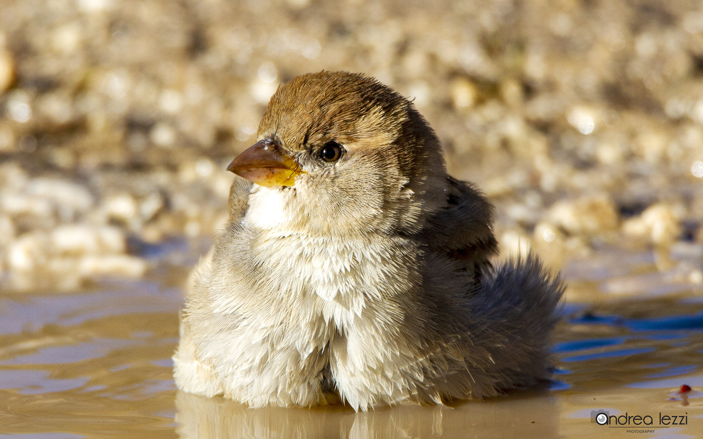 Passera al begnetto..
