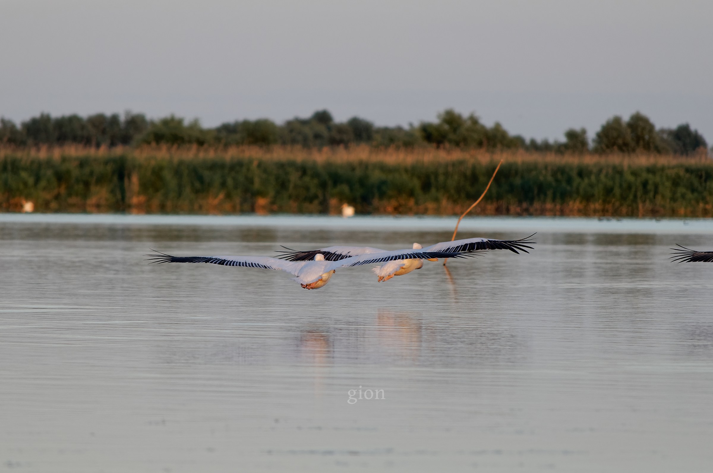 Aliante del pellicano-aerei