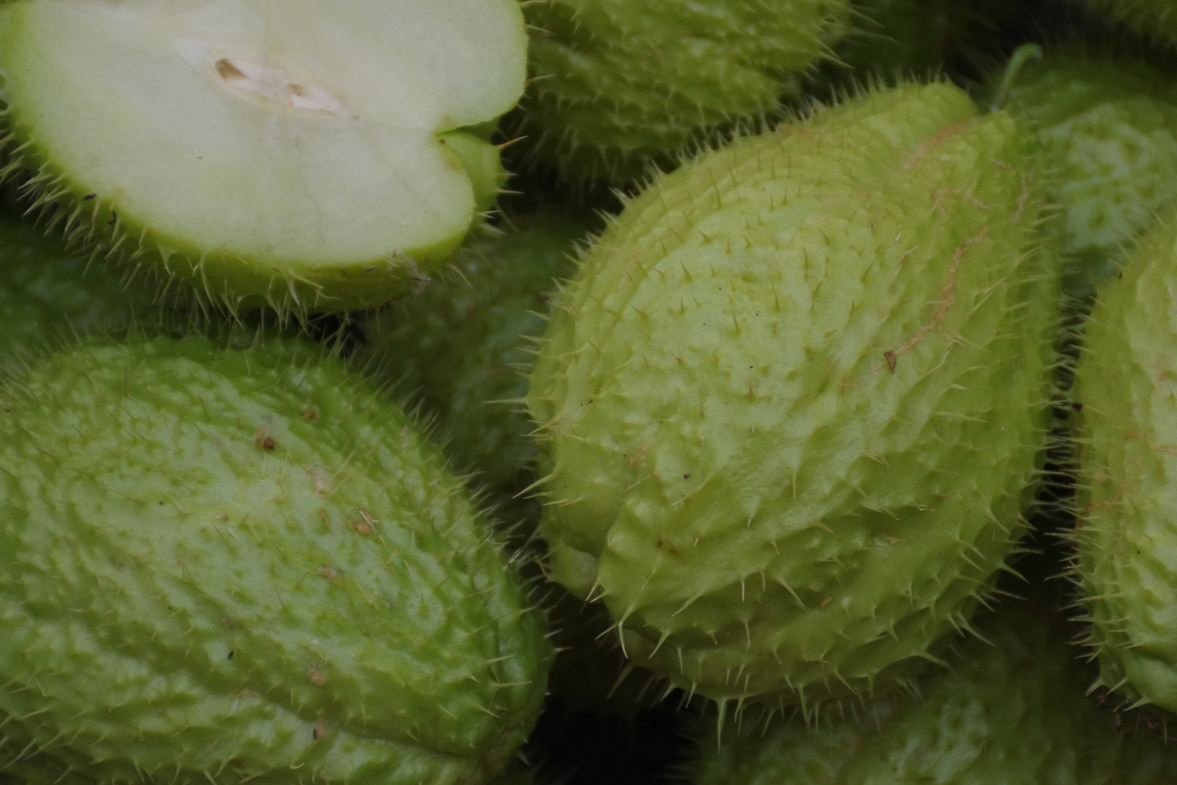 chayote 5