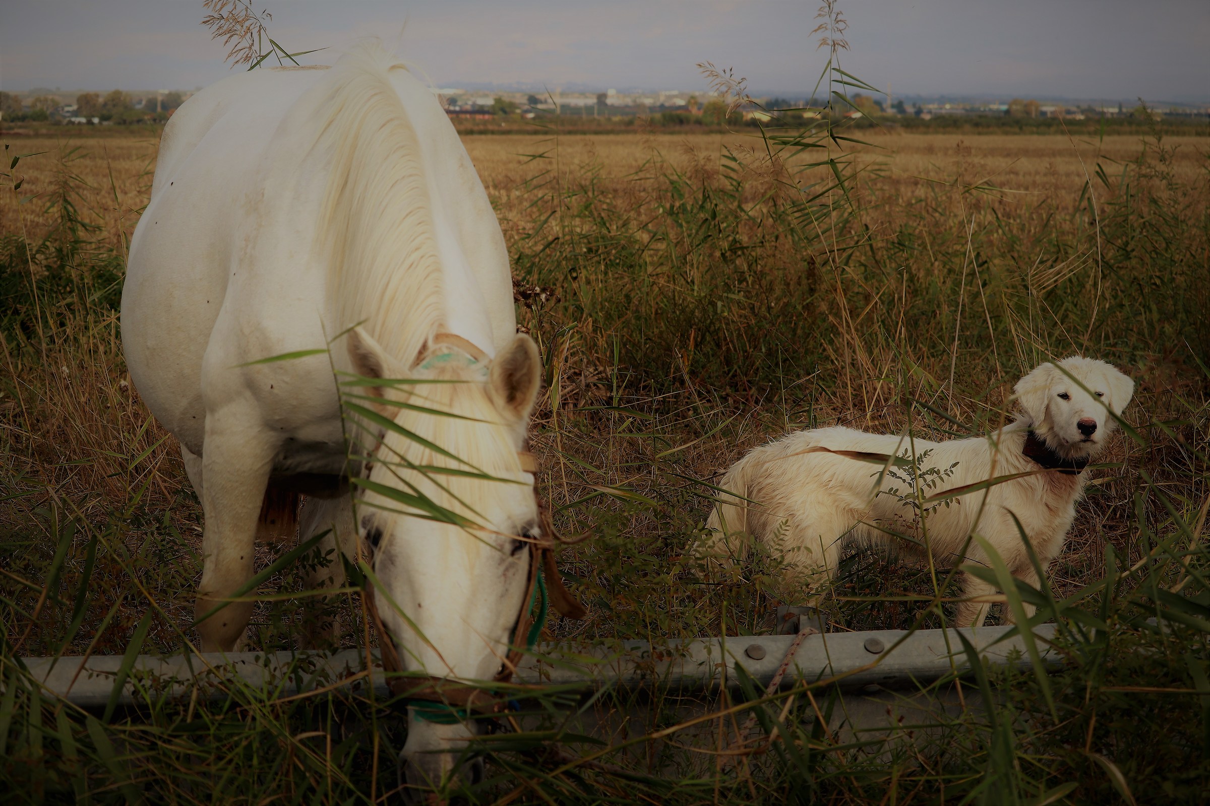 Il "Gigante" e la "Bambina"