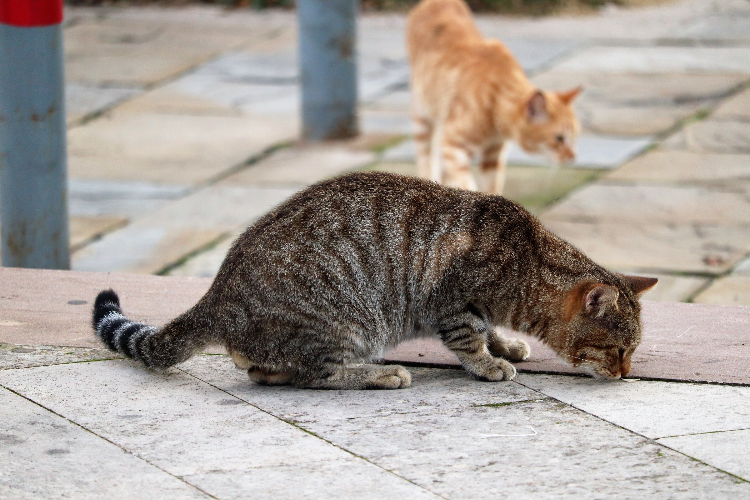 chi "magna" e chi.....