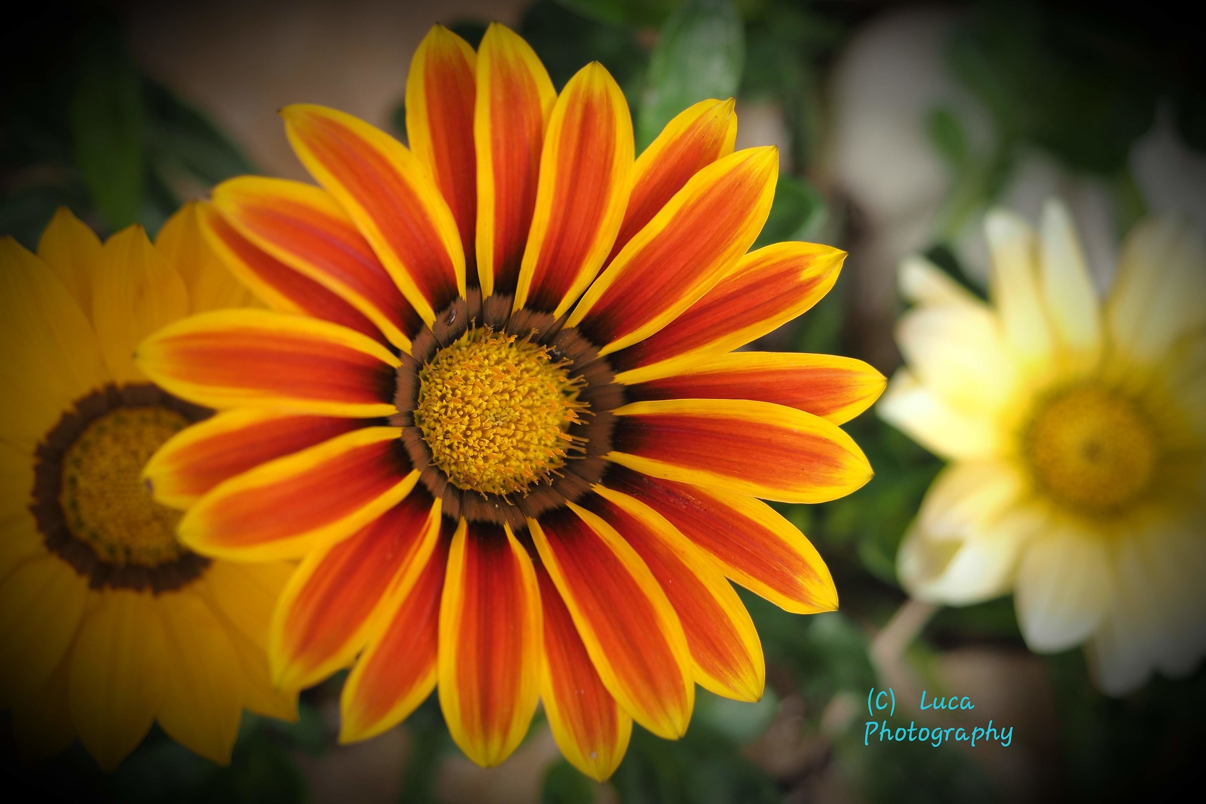 Margheritone del mio giardino