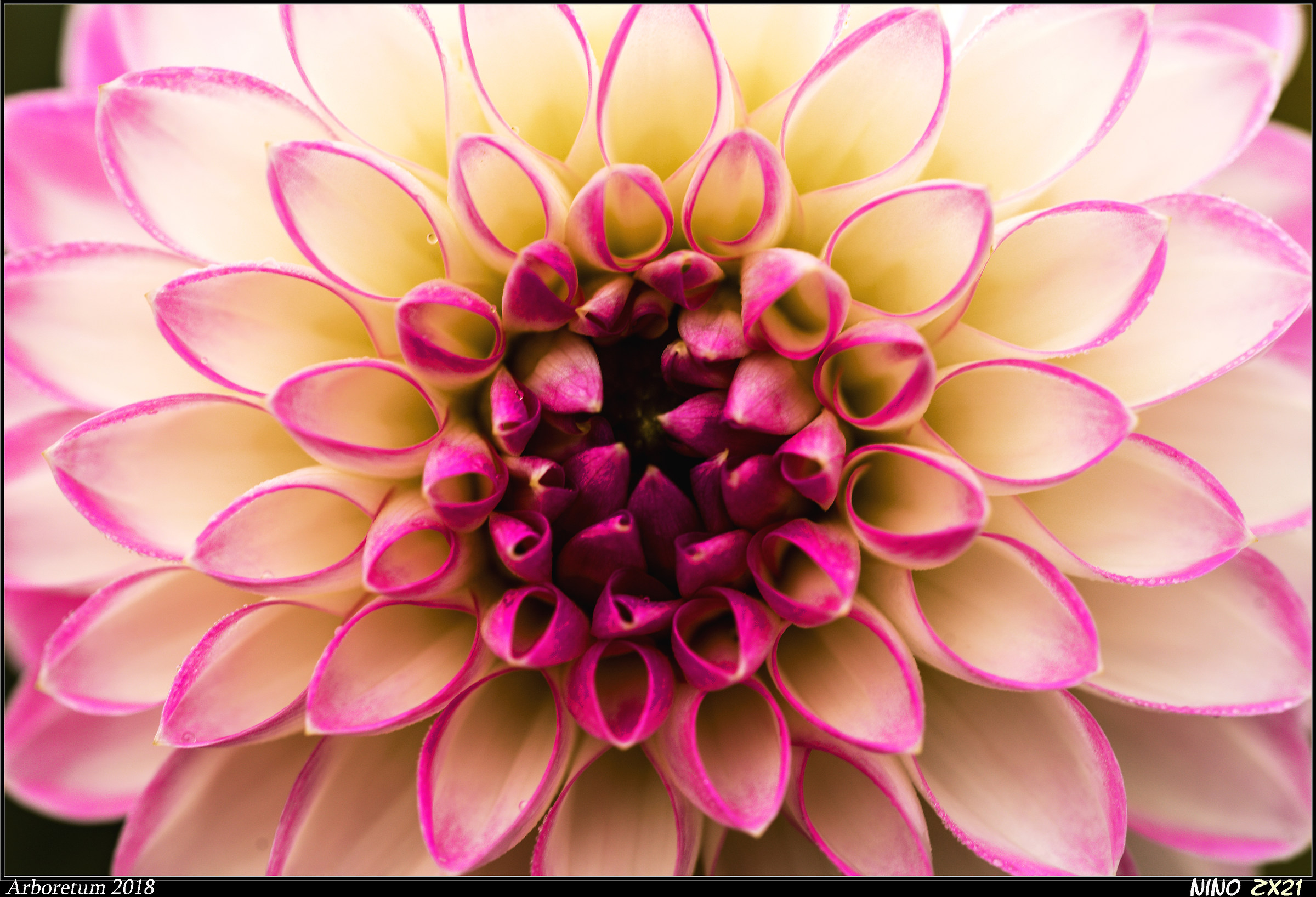 The art of Nature II °