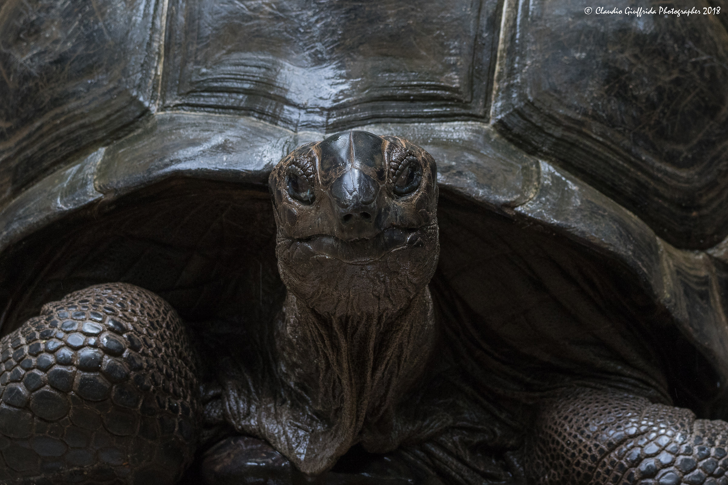 Morla la tartaruga millenaria