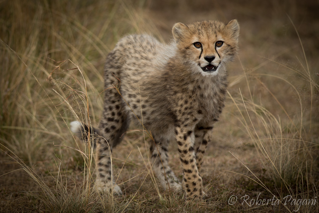 Ghepardino