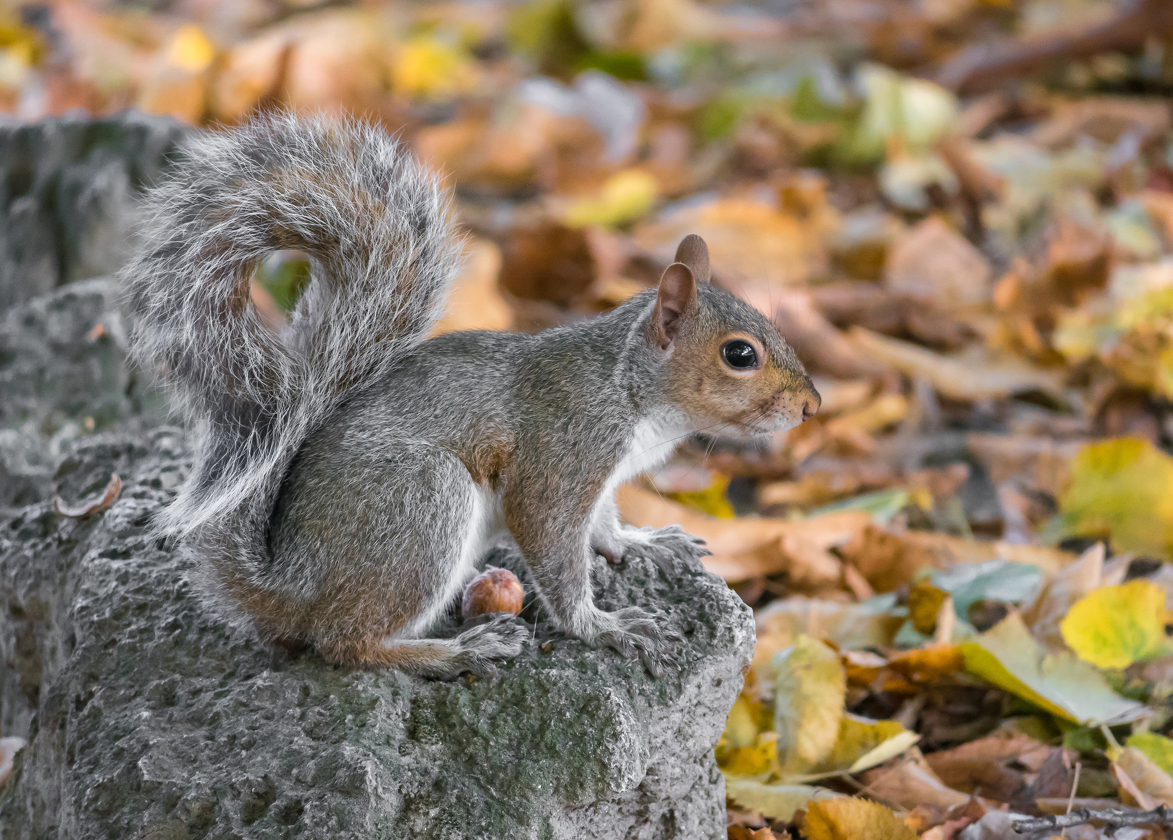 io la ghianda e l'autunno.....