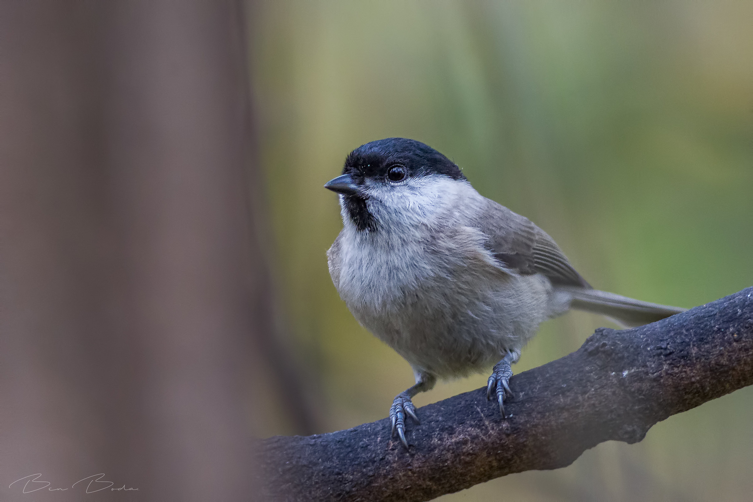Bush tit