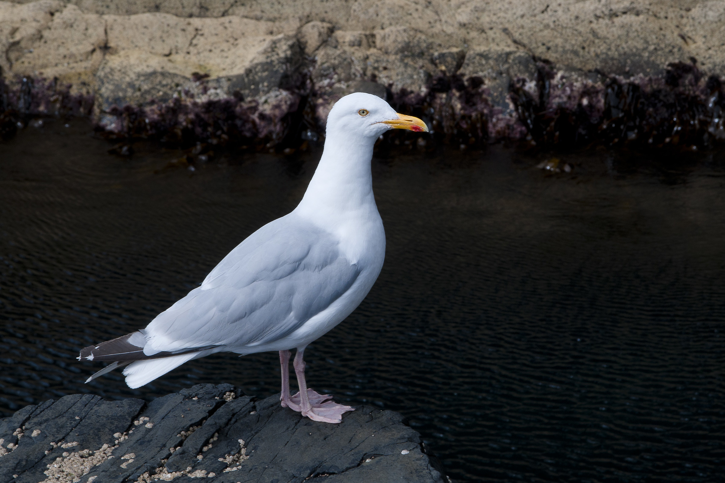 Gabbiano reale nordico (Larus argentatus)
