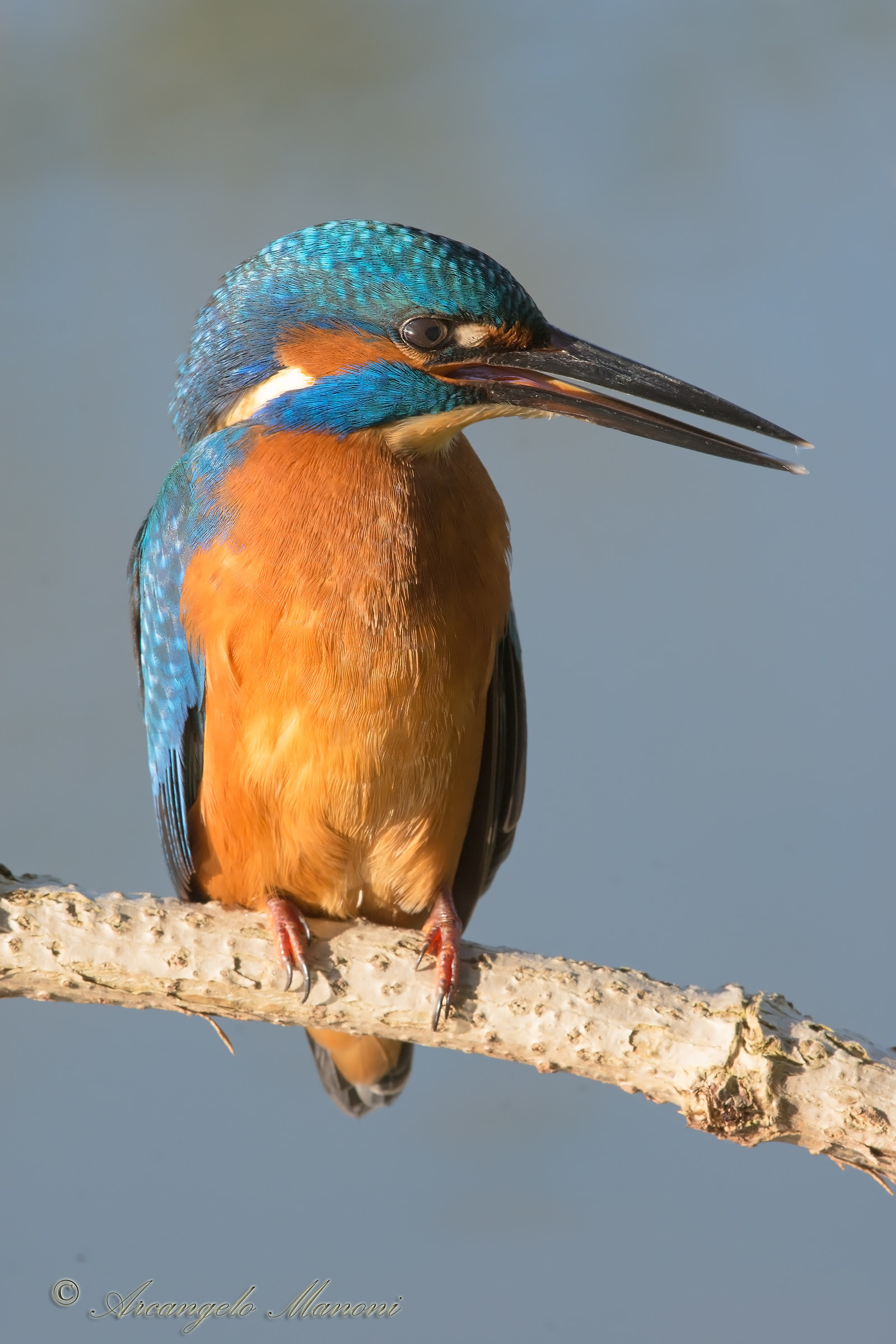 A colloquio col martino