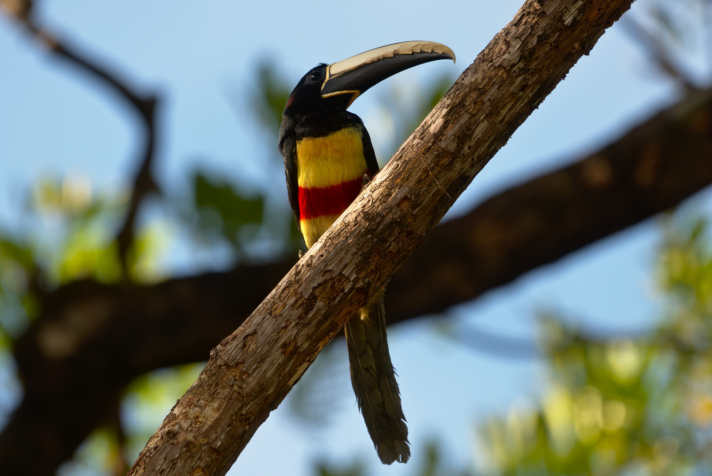 Tucan