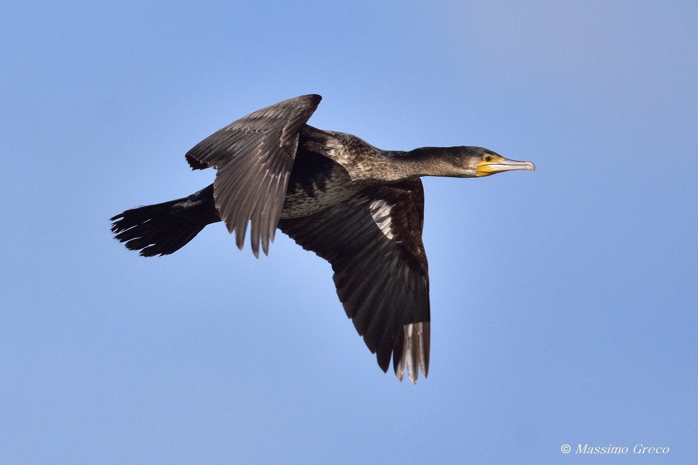 Cormorano