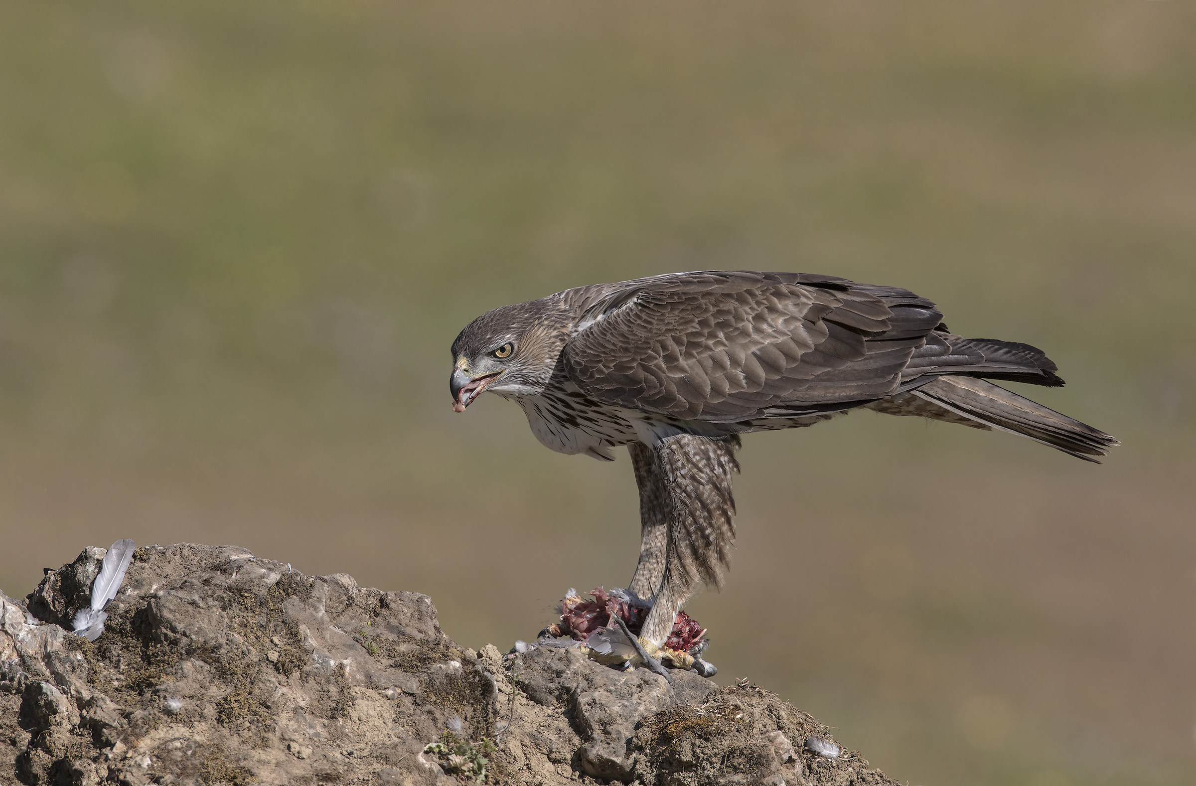 aquila del bonelli (aquila fasciata)