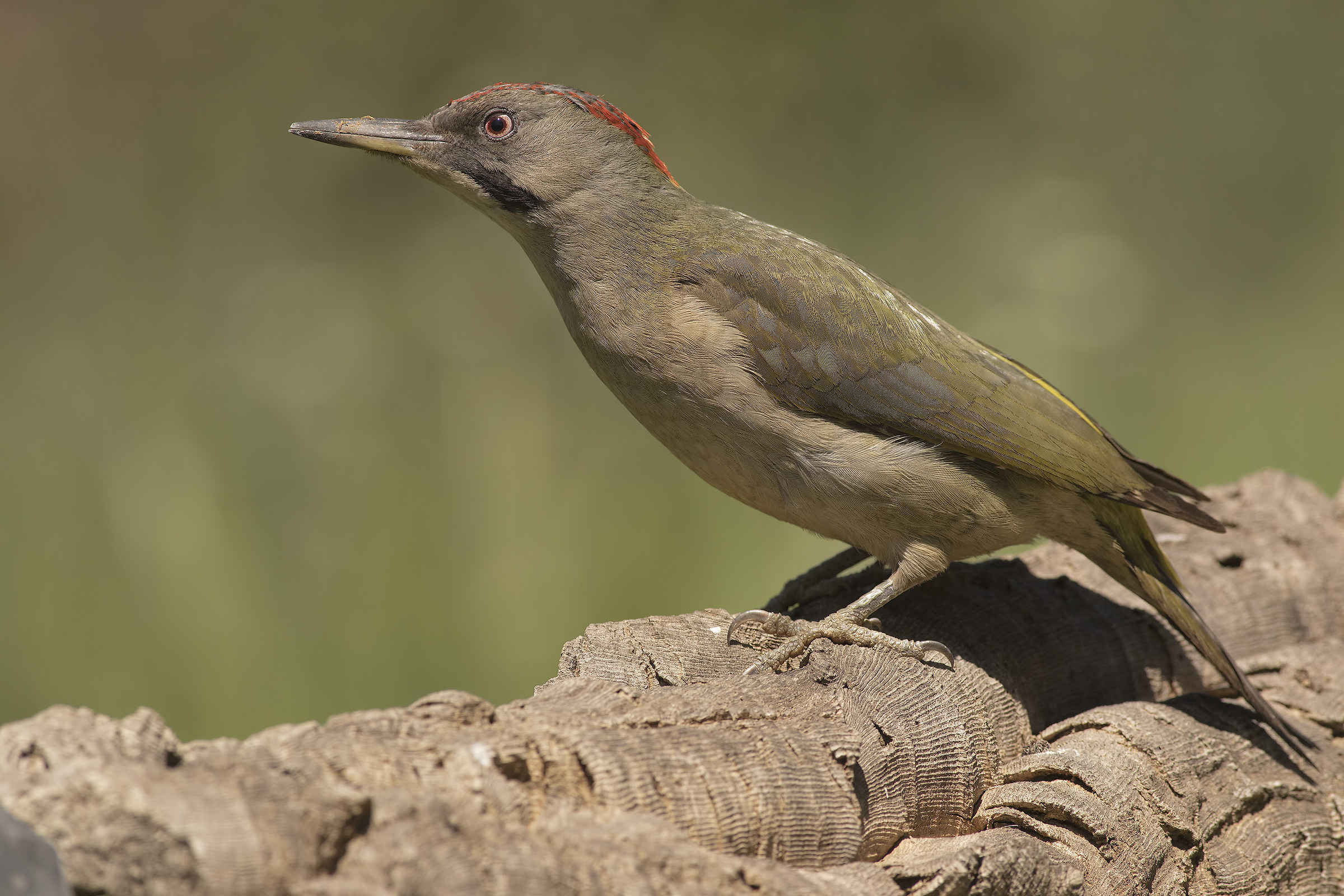 picchio verde (picus viridis)