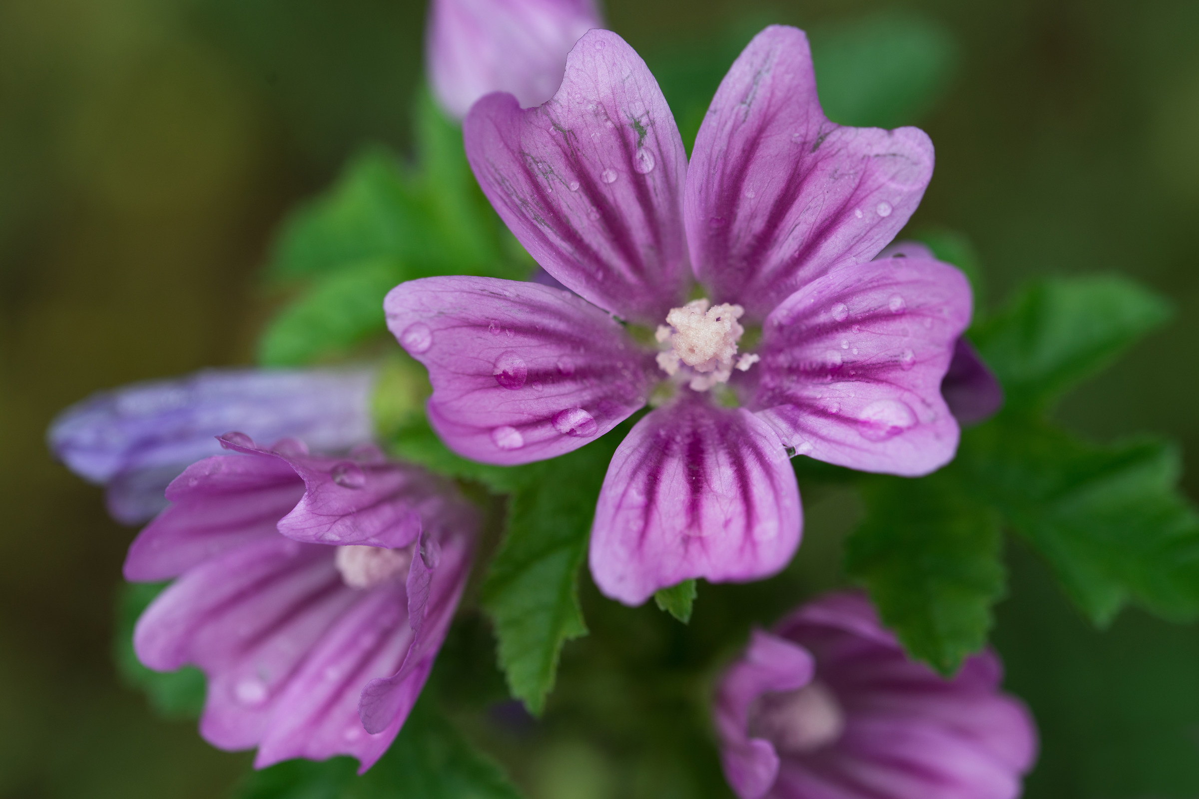 The flower of the mauve