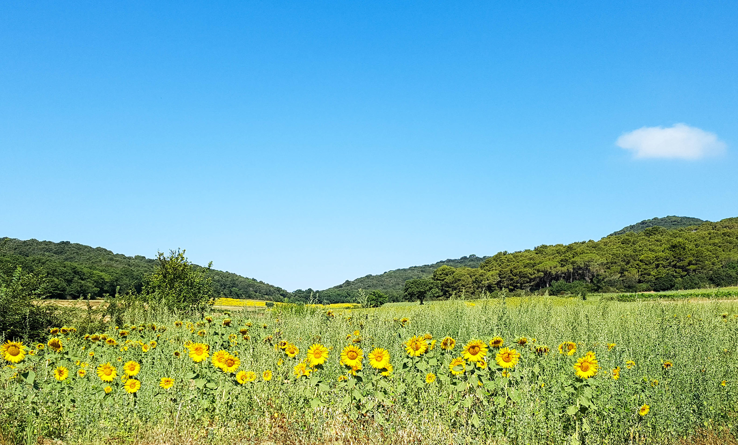 The look of sunflowers