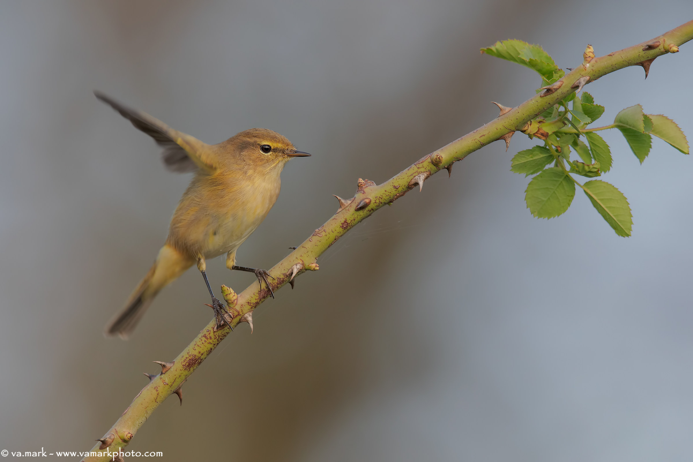 He little and the Rosa canine